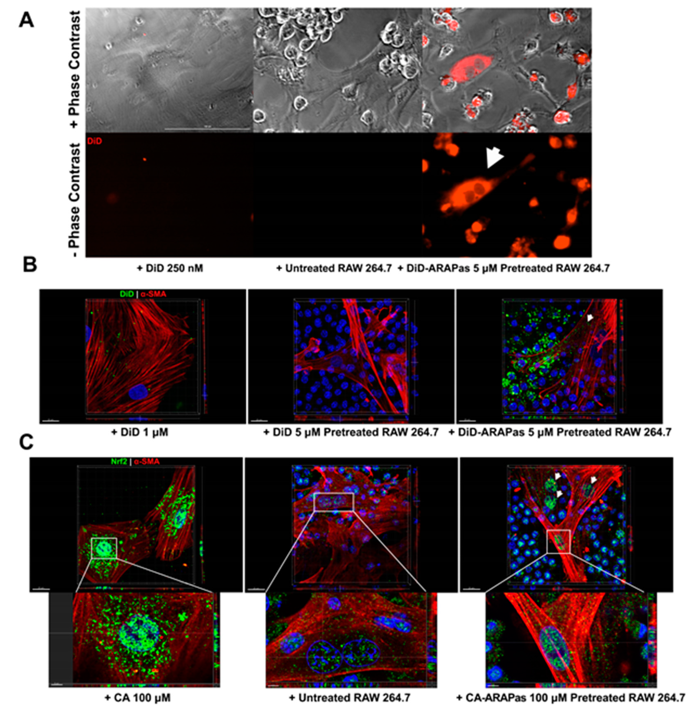 Antioxidants 10 00709 g006