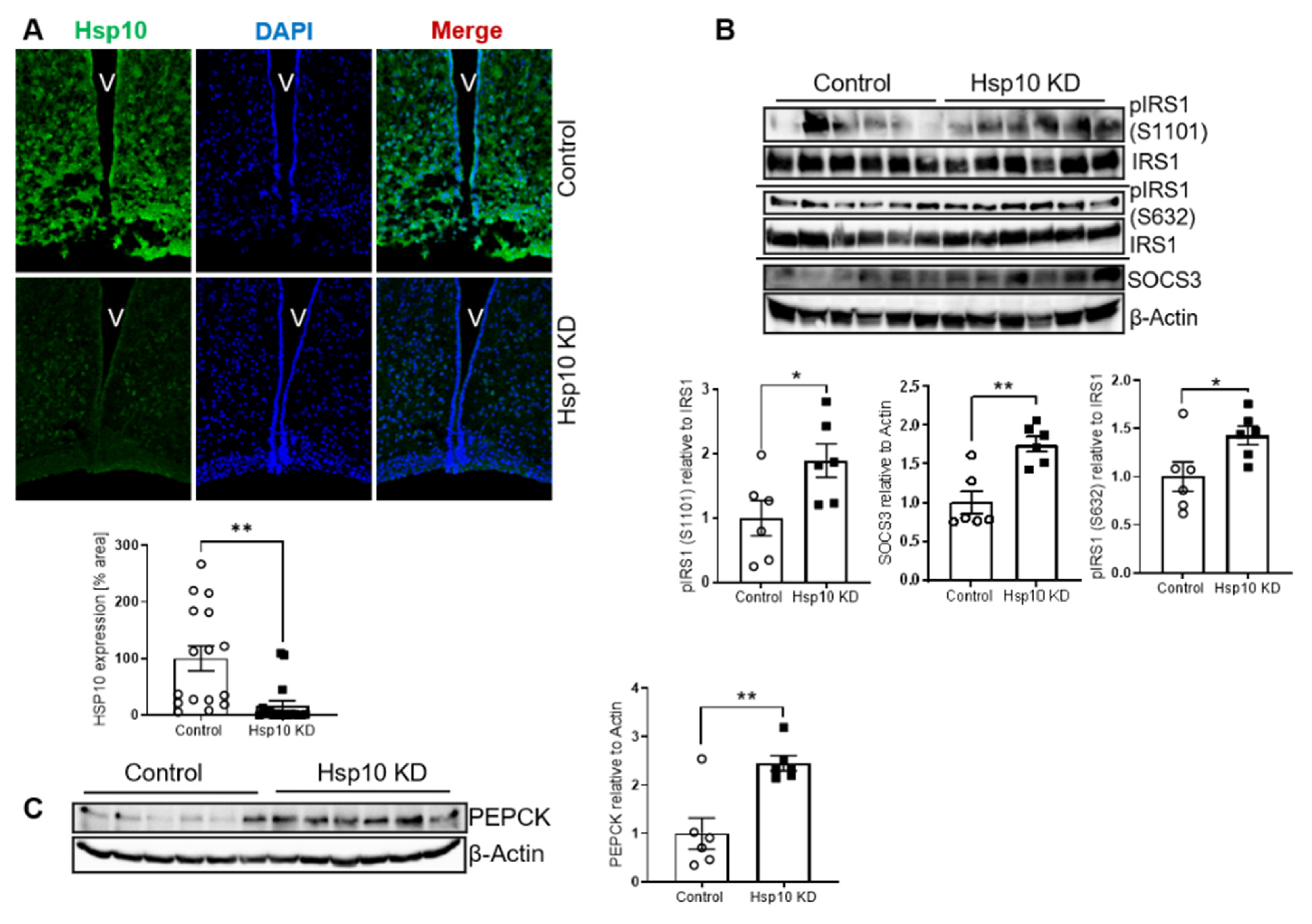 Antioxidants 10 00711 g007 Antioxidants 10 00711 g007