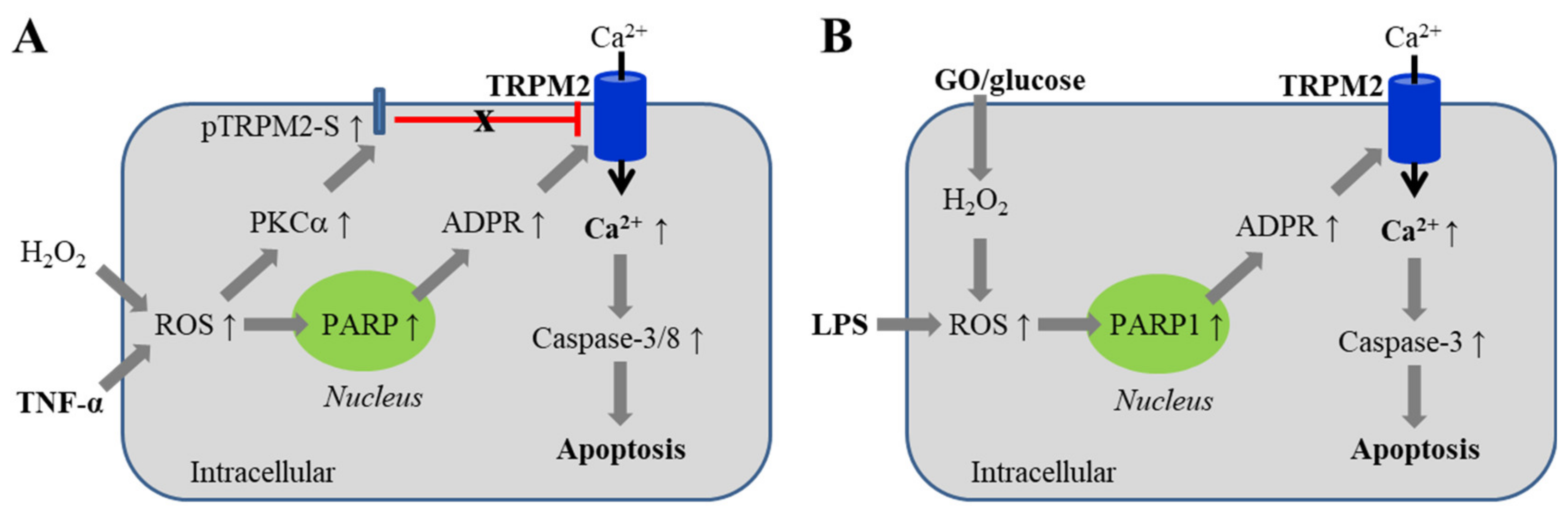 Antioxidants 10 00718 g003 Antioxidants 10 00718 g003