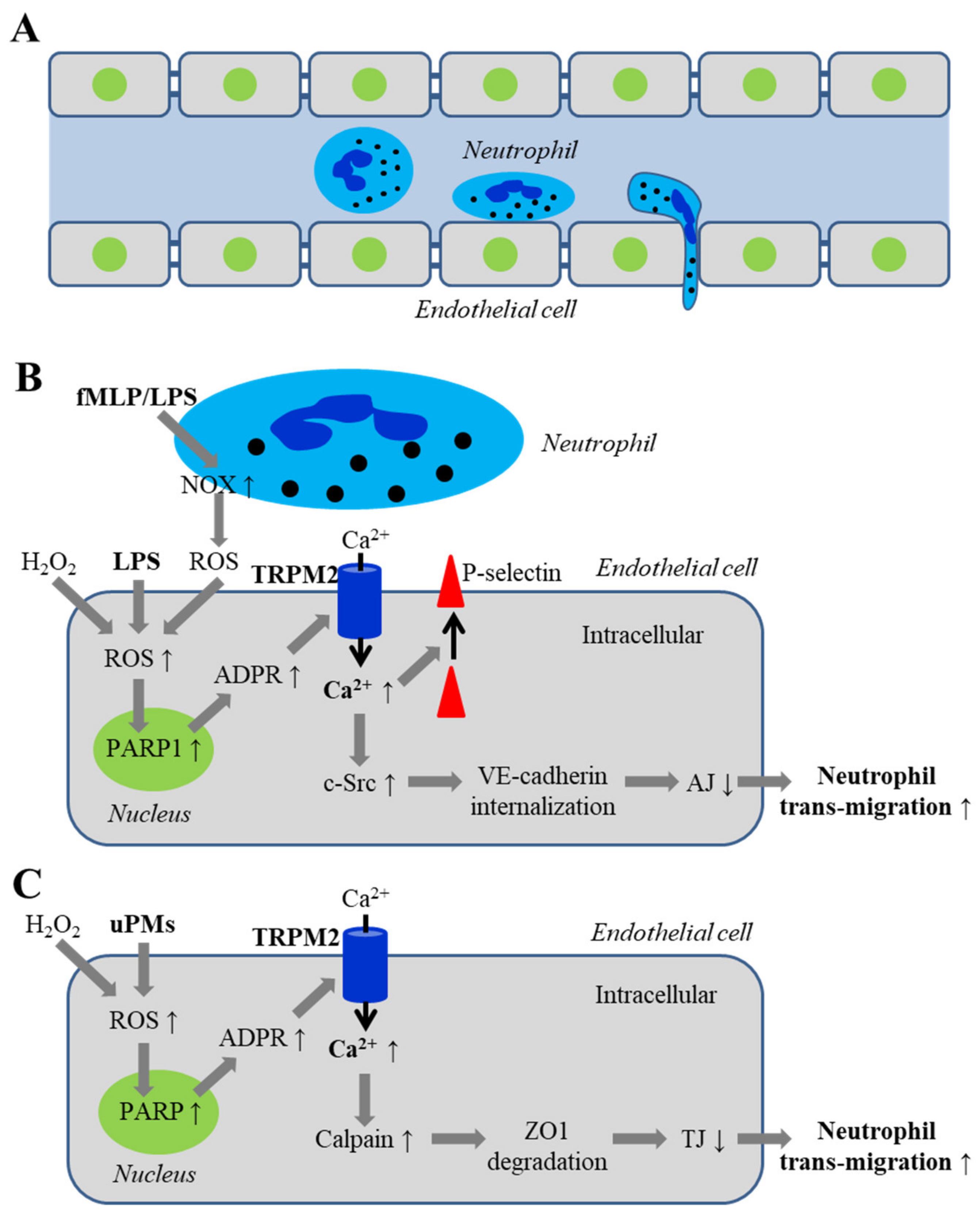 Antioxidants 10 00718 g004 Antioxidants 10 00718 g004