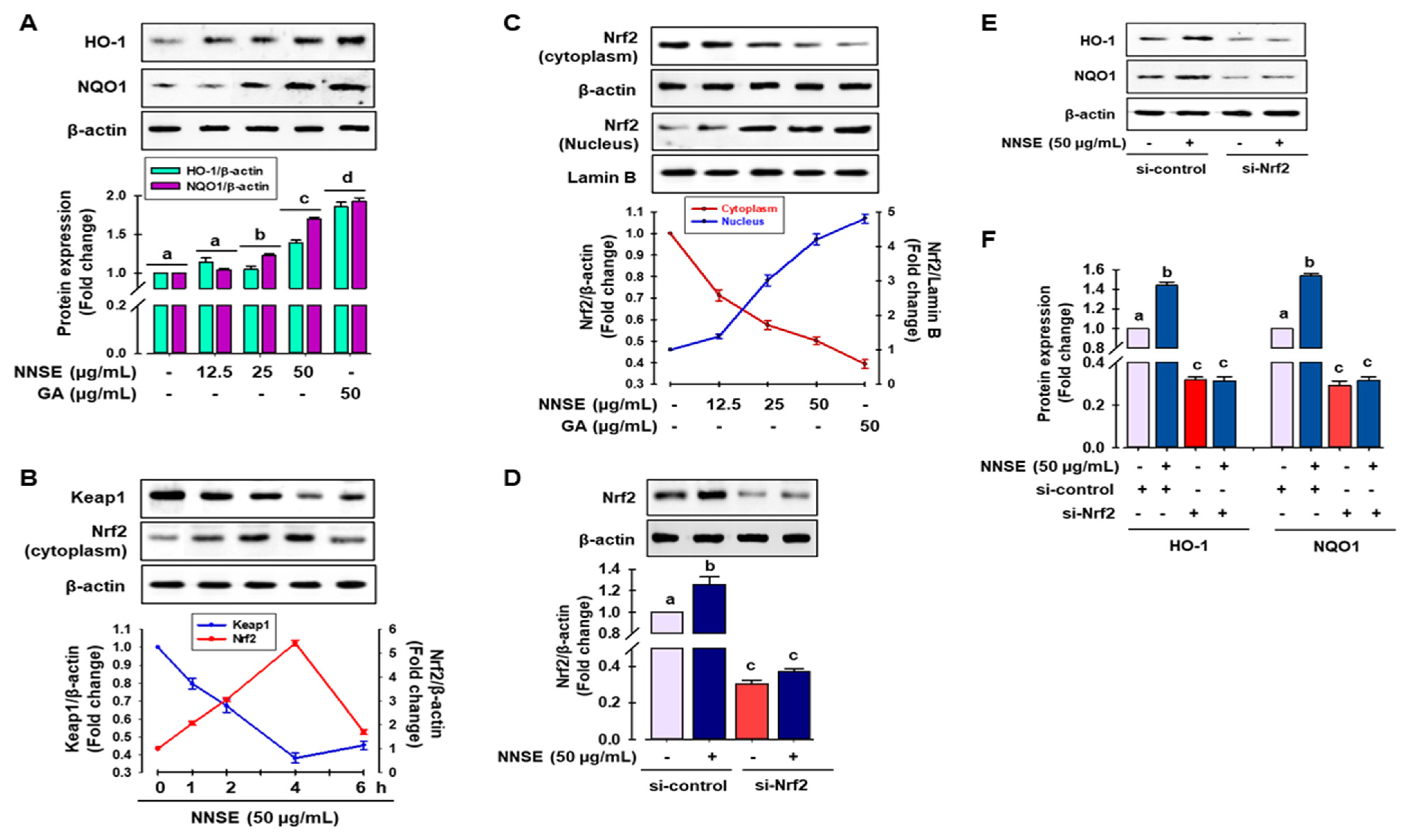 Antioxidants 10 00719 g006 Antioxidants 10 00719 g006