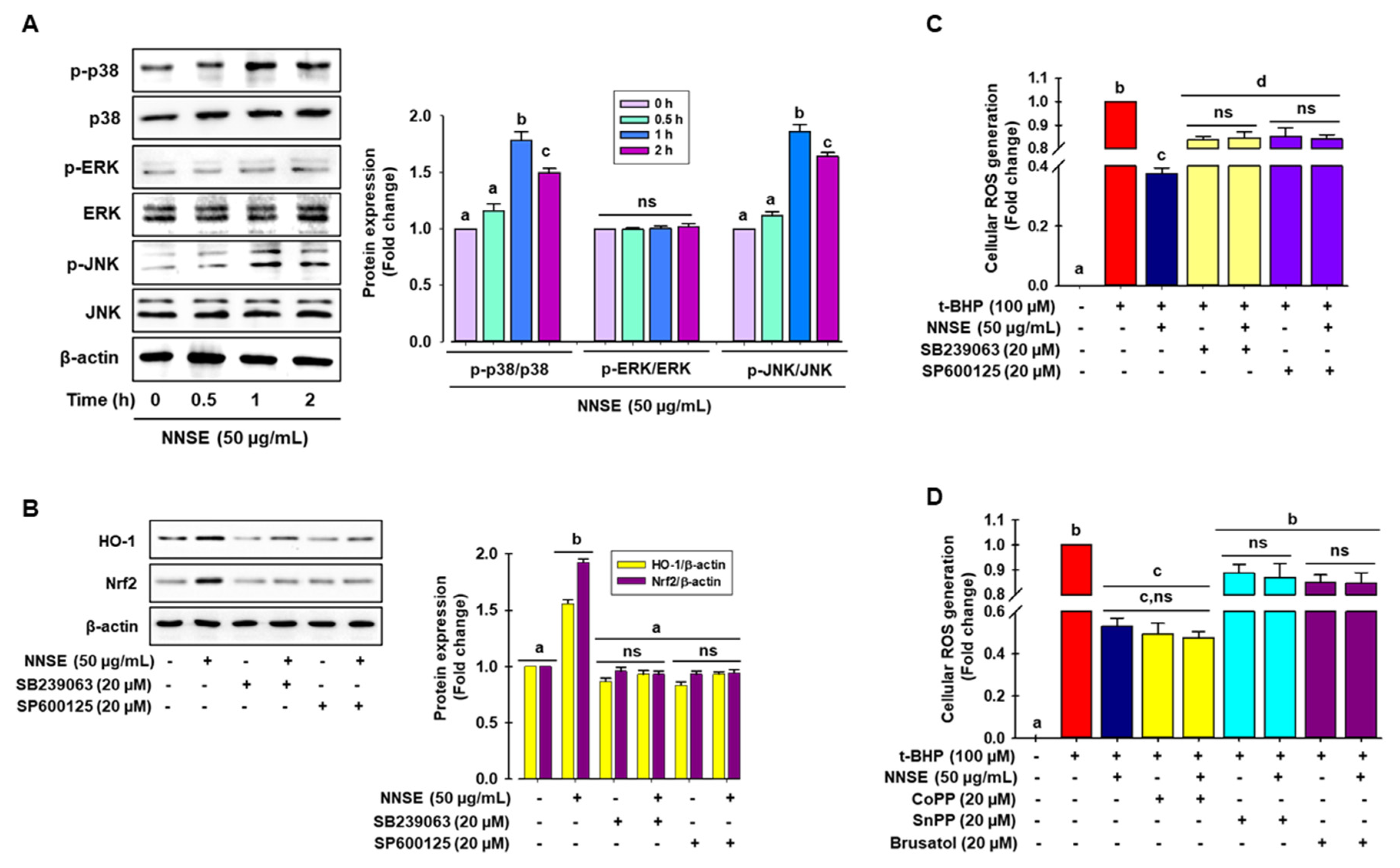 Antioxidants 10 00719 g007 Antioxidants 10 00719 g007