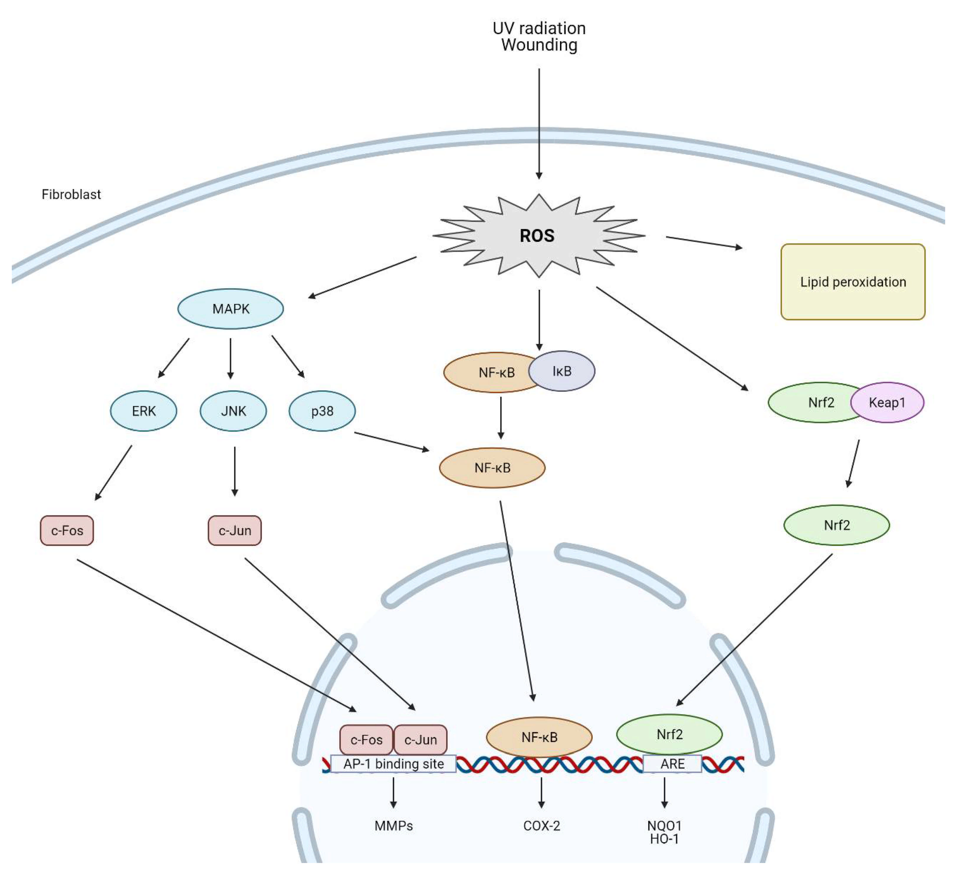 Antioxidants 10 00726 g002 Antioxidants 10 00726 g002