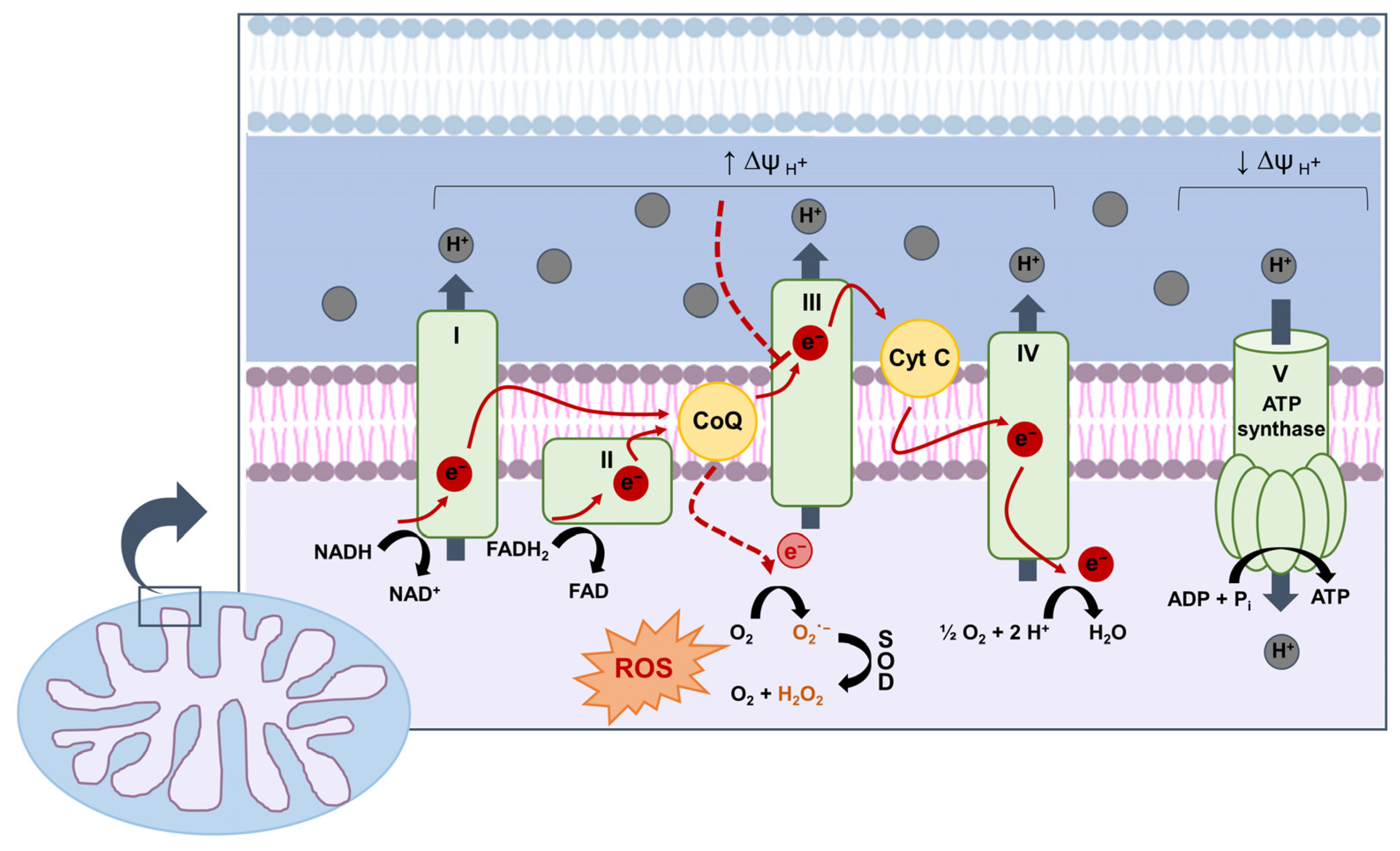Antioxidants 10 00727 g001 Antioxidants 10 00727 g001