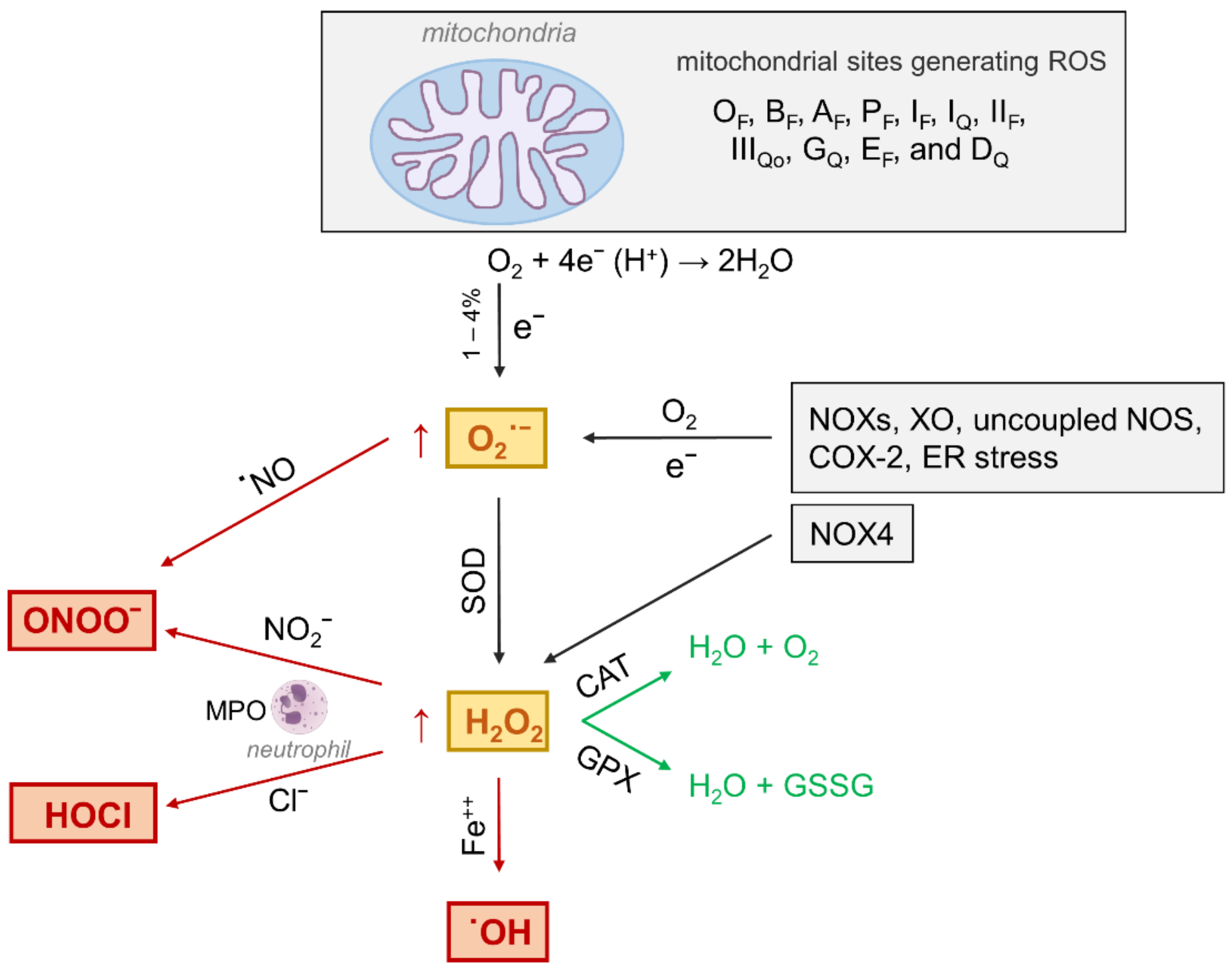 Antioxidants 10 00727 g003 Antioxidants 10 00727 g003