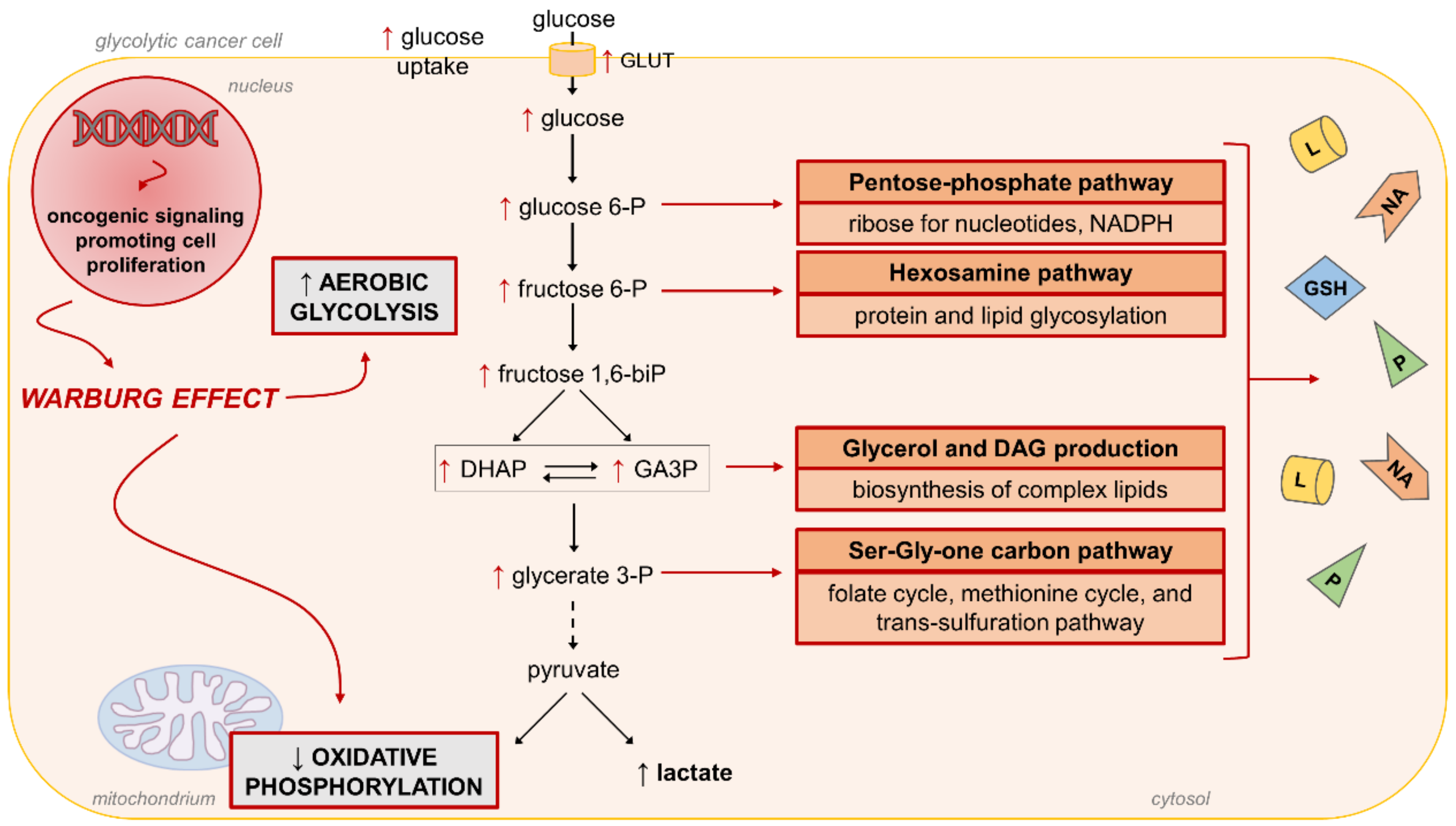 Antioxidants 10 00727 g006 Antioxidants 10 00727 g006