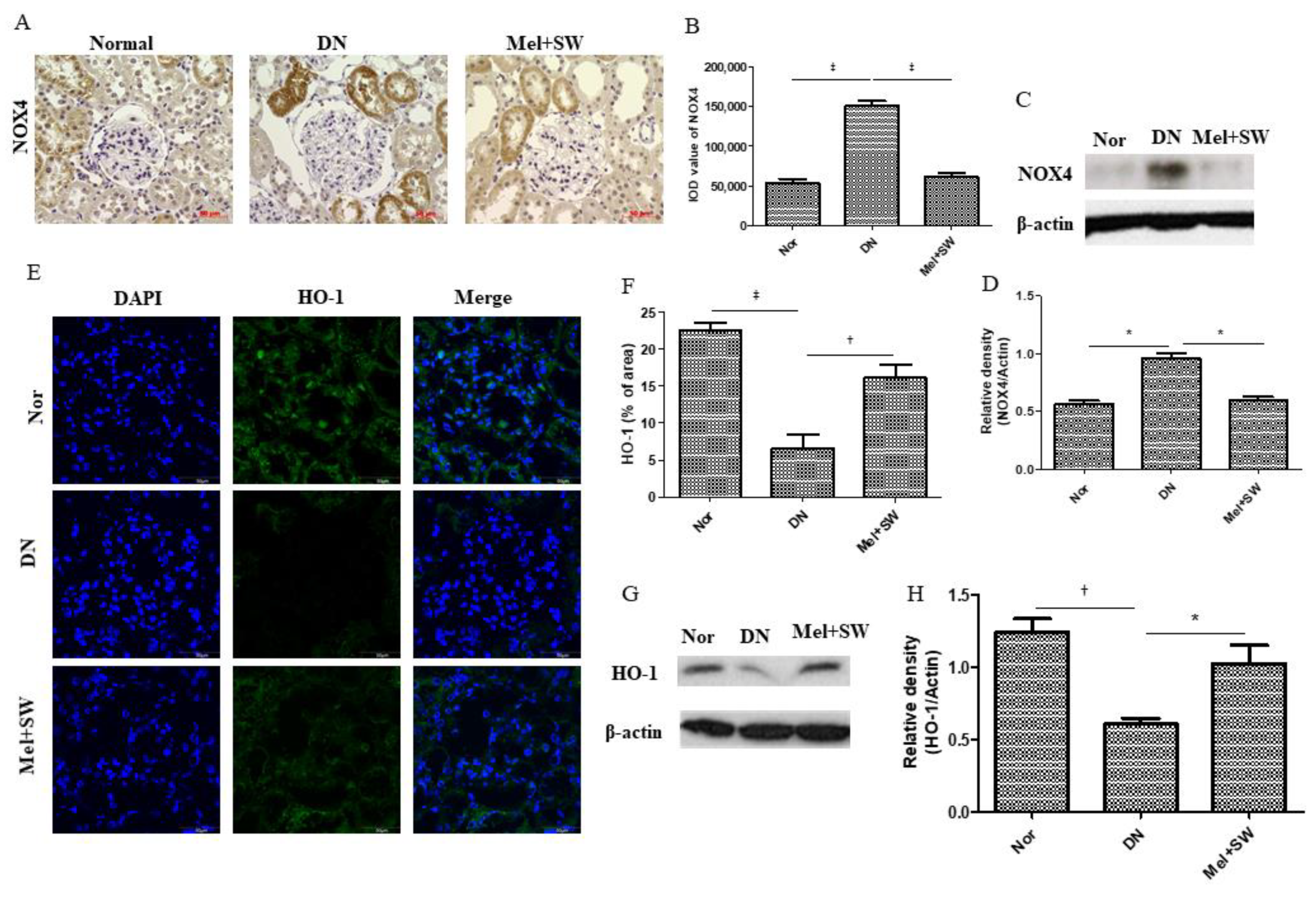 Antioxidants 10 00733 g007