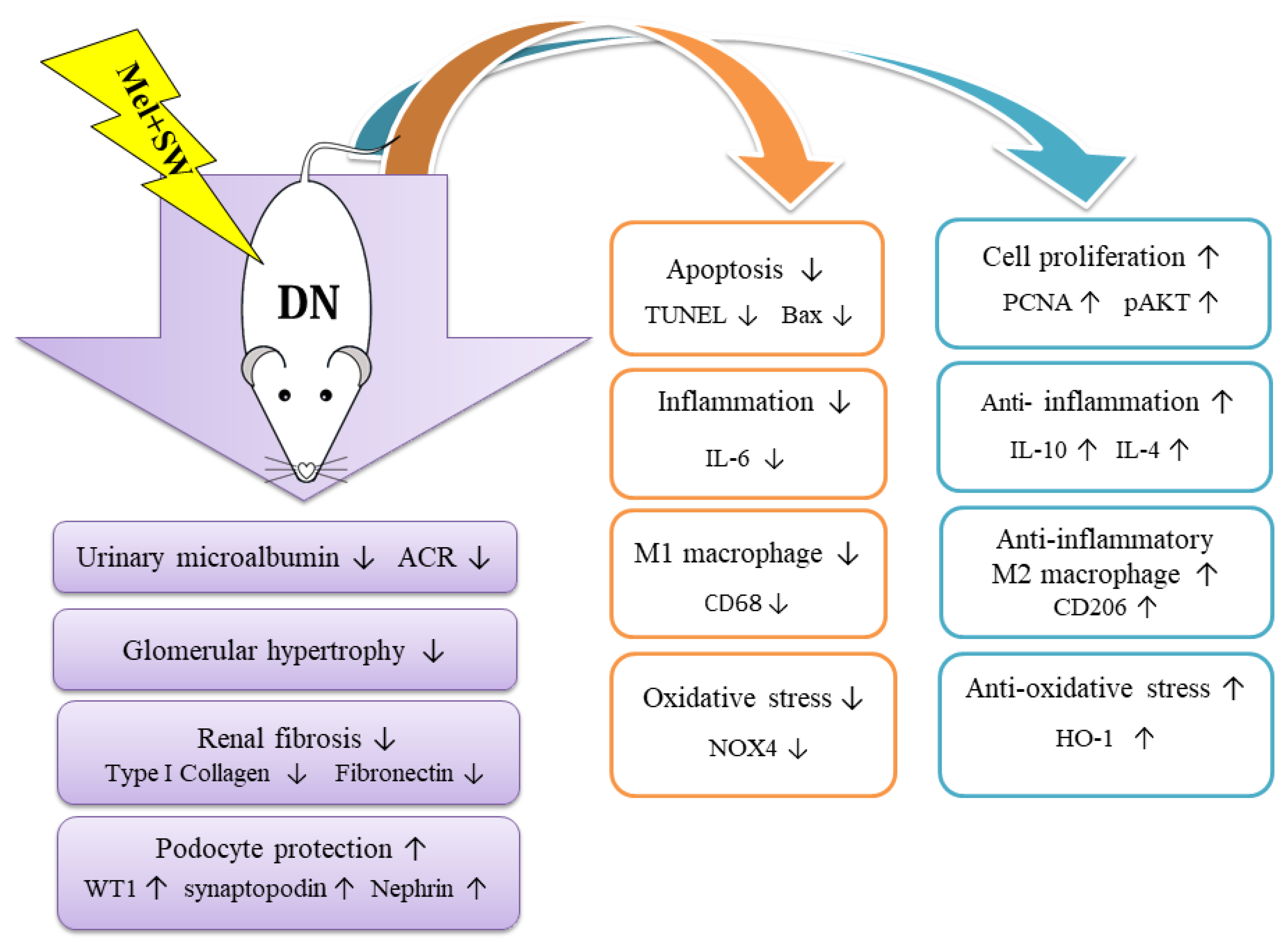 Antioxidants 10 00733 g008