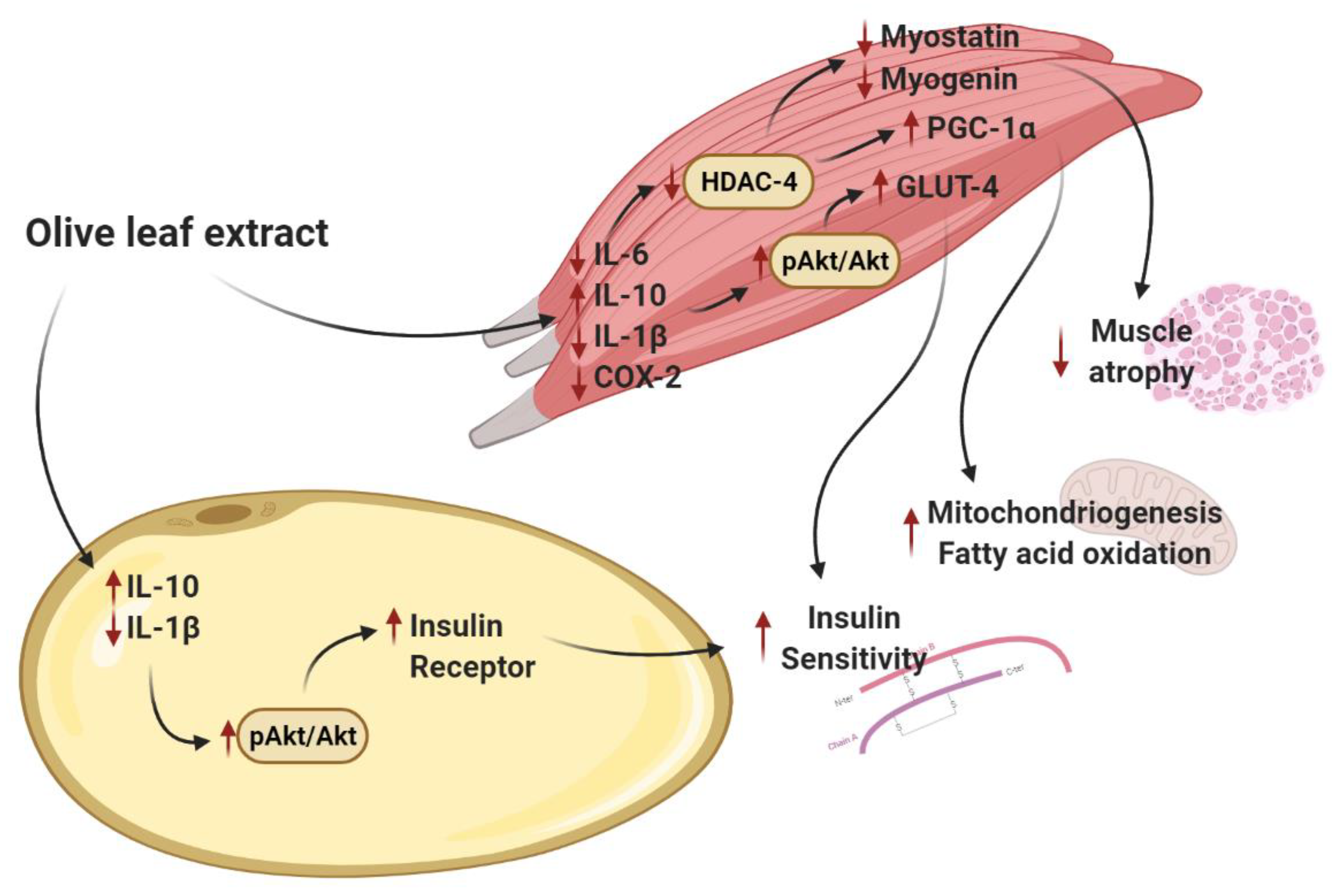 Antioxidants | Olive Leaf Extract 