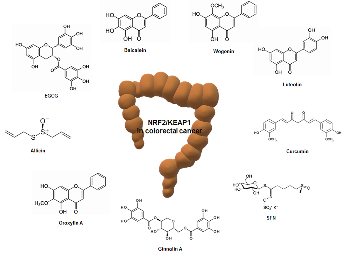 Antioxidants Free FullText Role of Oxidative Stress and Nrf2/KEAP1