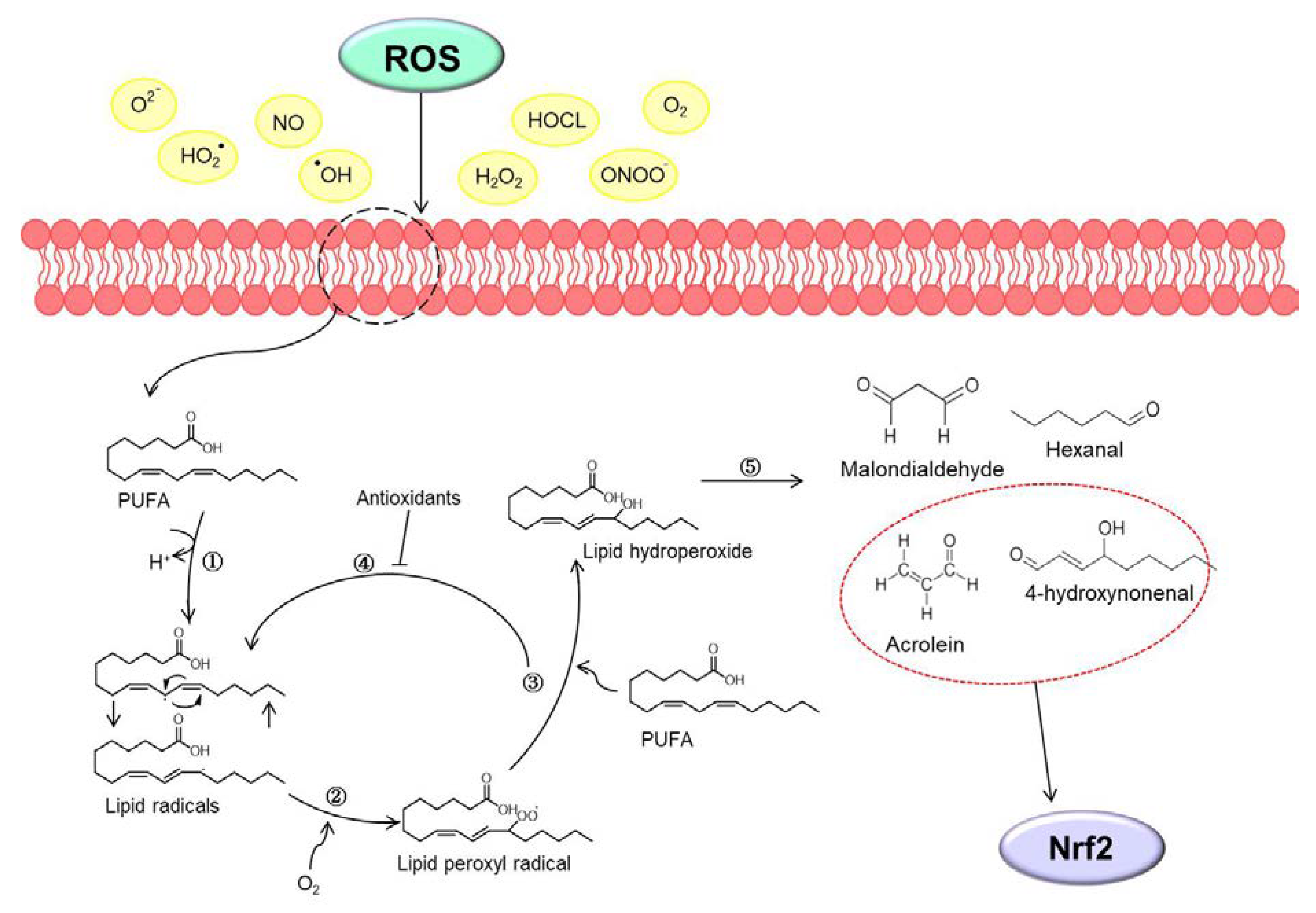Antioxidants 10 00743 g001