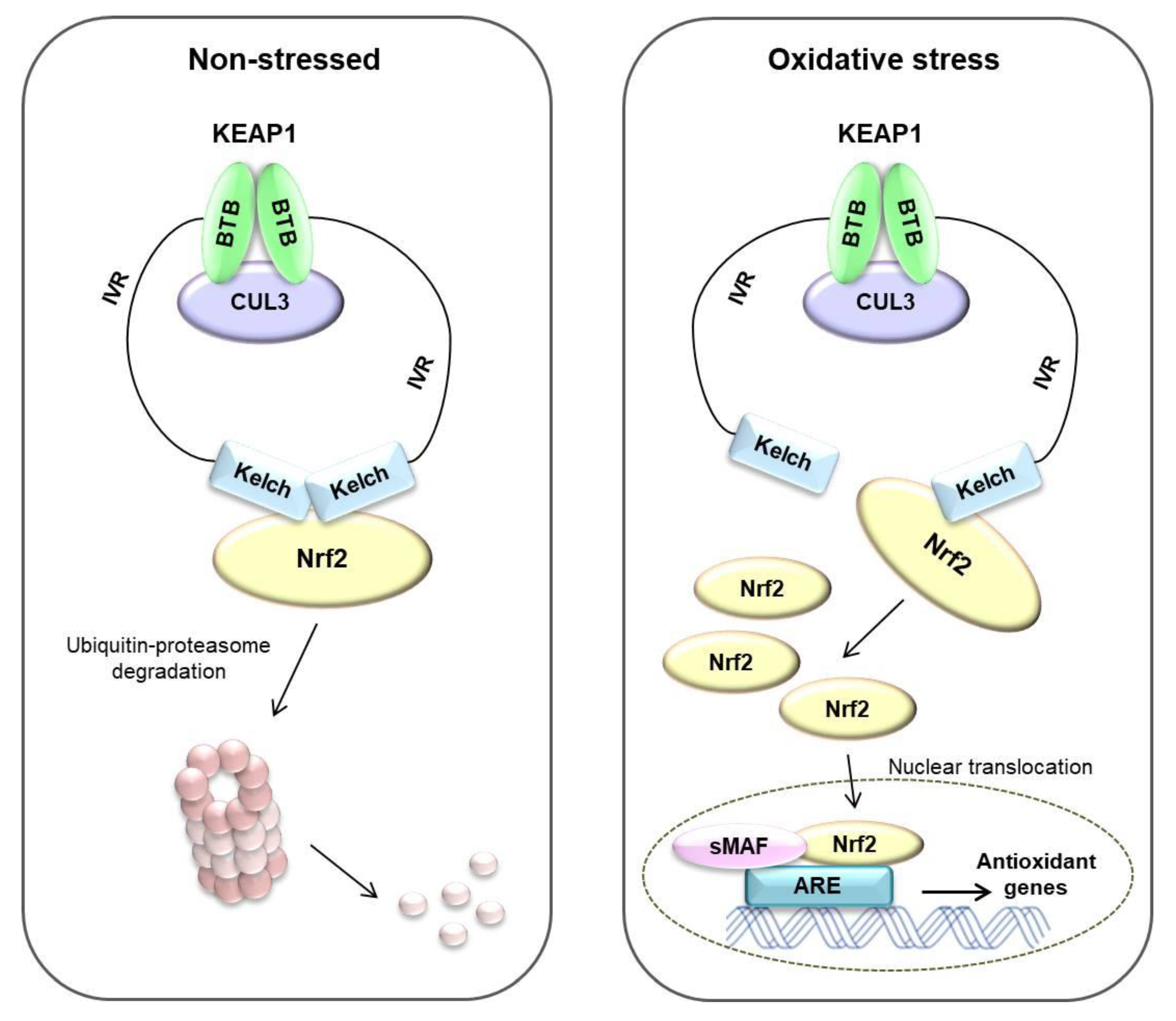 Antioxidants 10 00743 g005