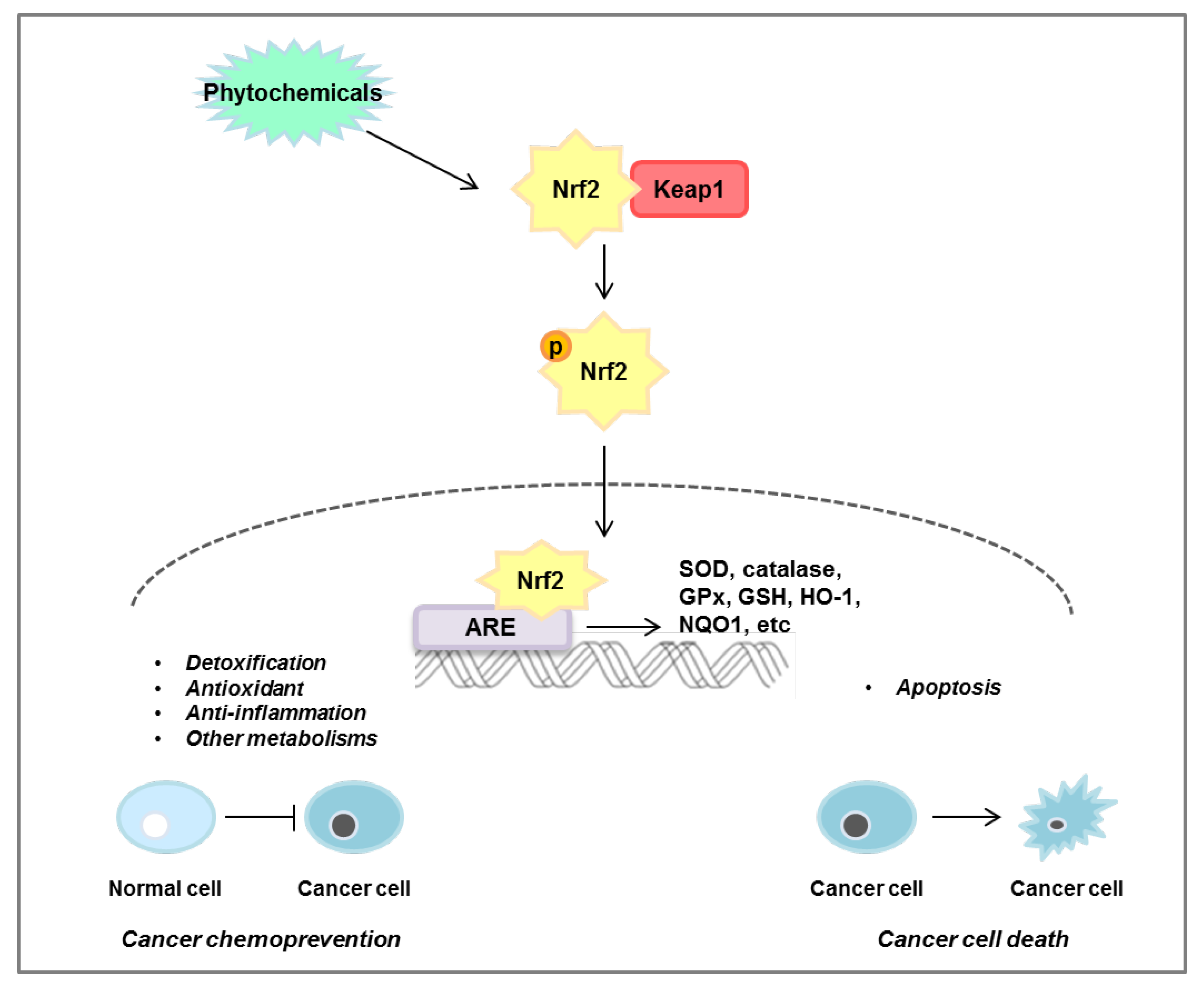 Antioxidants 10 00743 g006