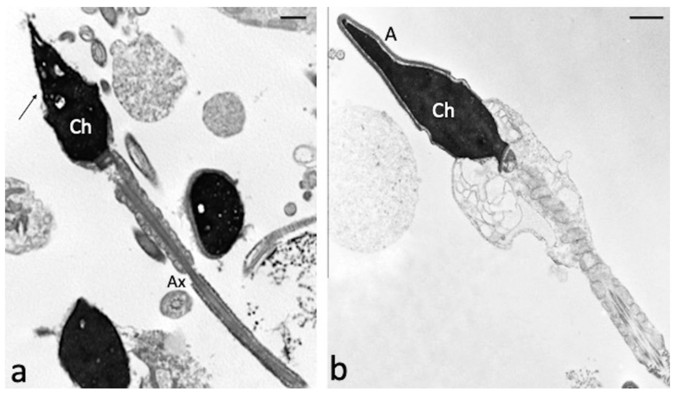 Antioxidants 10 00744 g004 Antioxidants 10 00744 g004