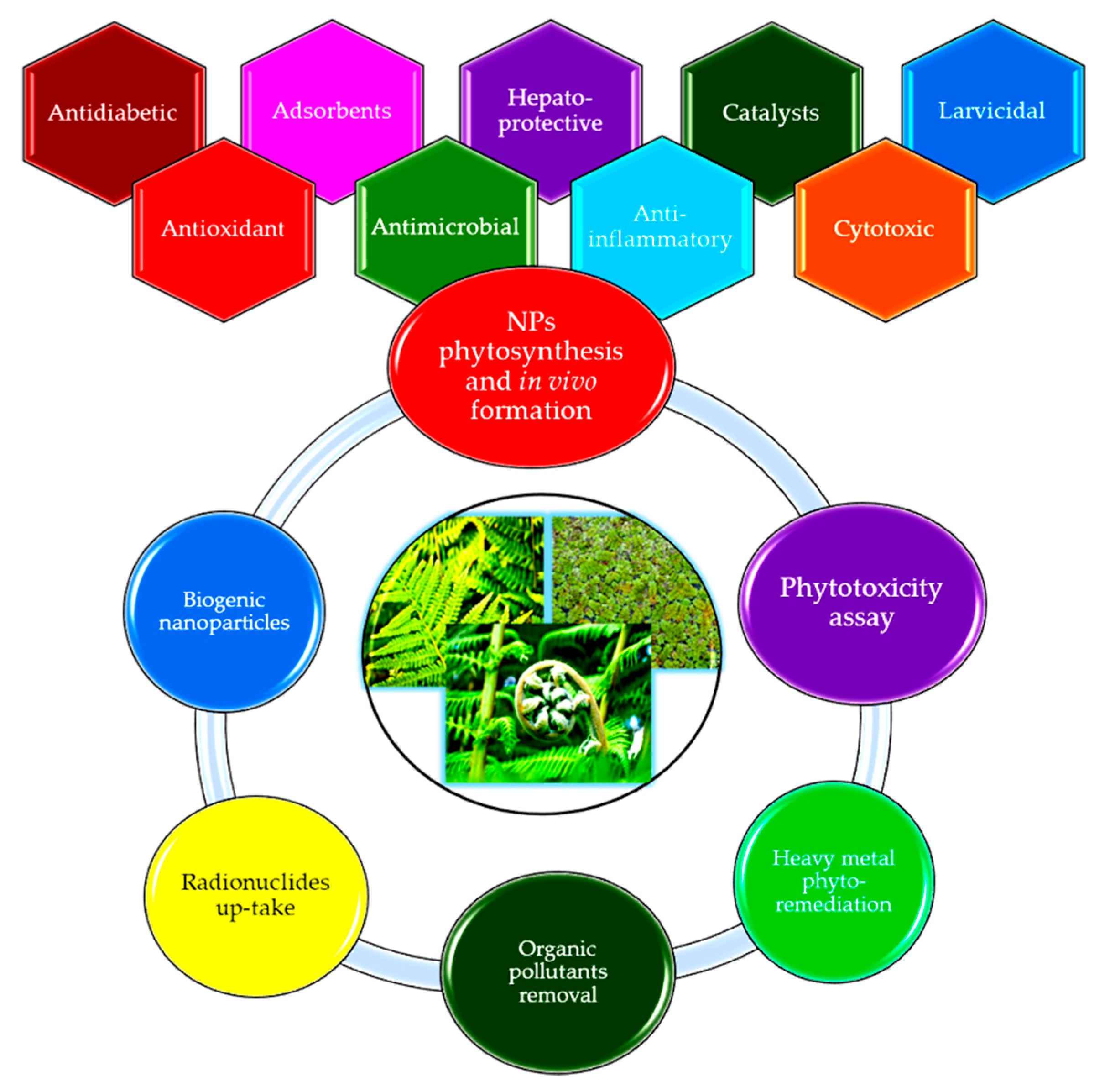 Antioxidants 10 00748 g001