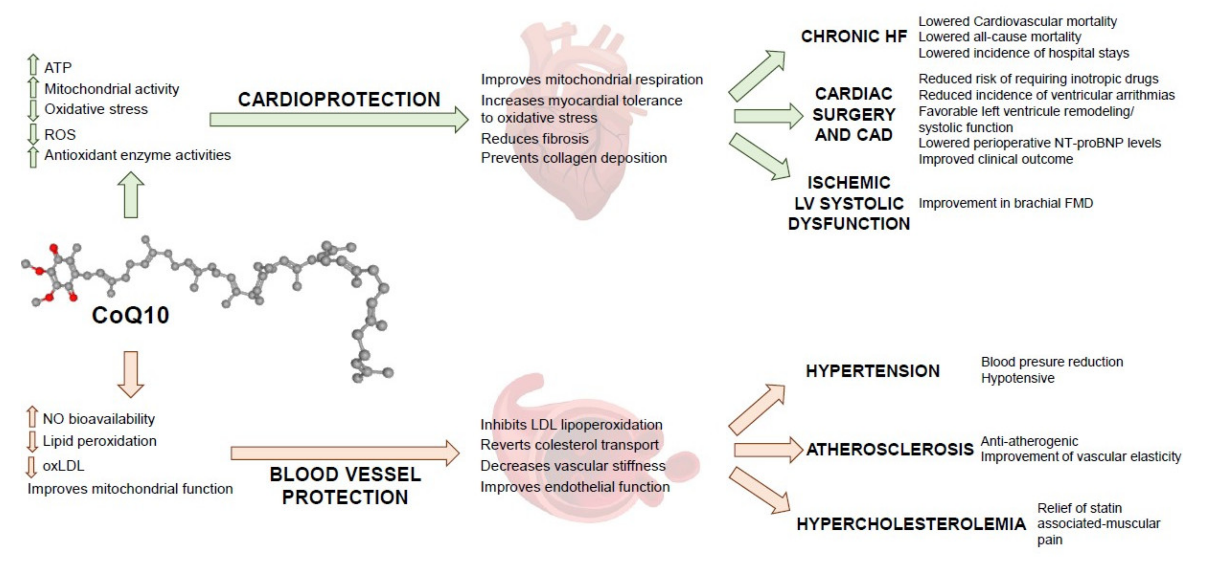 Coenzyme Q and cholesterol regulation