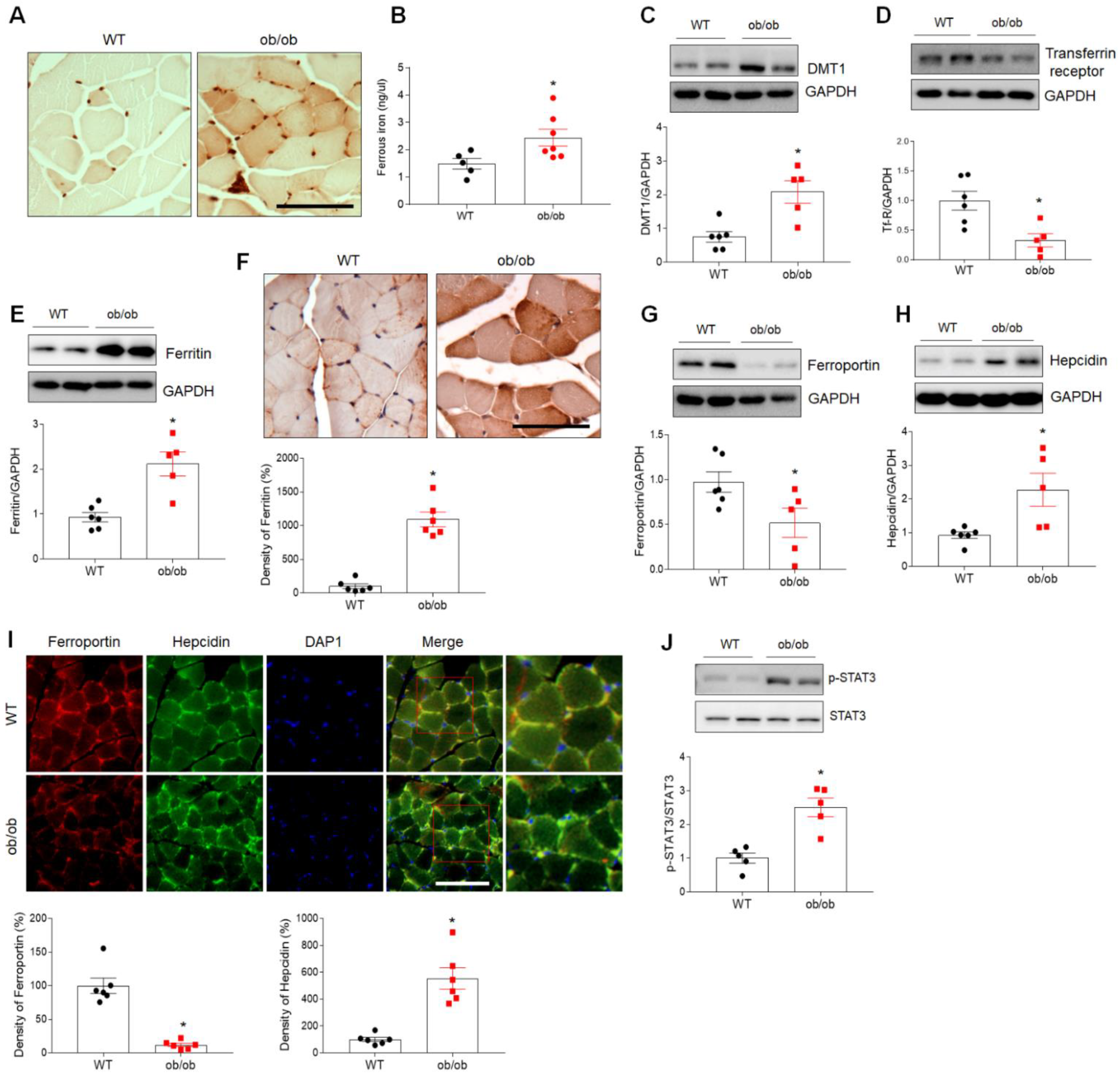 Antioxidants 10 00758 g004 Antioxidants 10 00758 g004