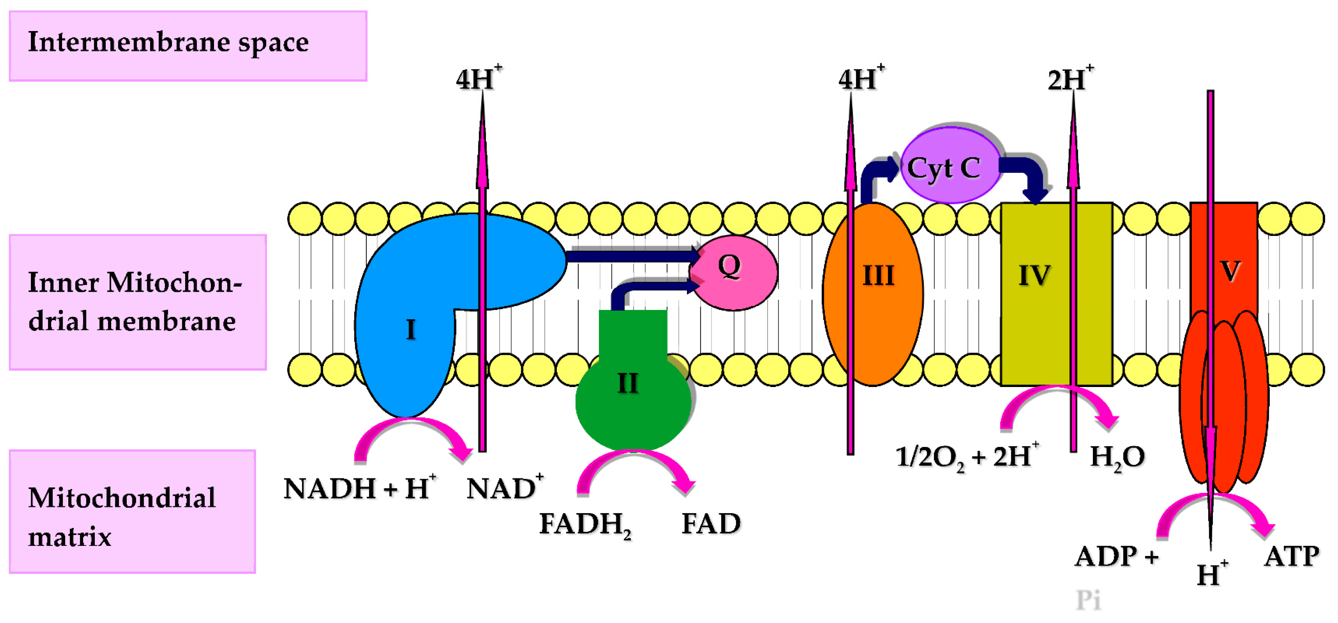 Coenzyme Q immune system