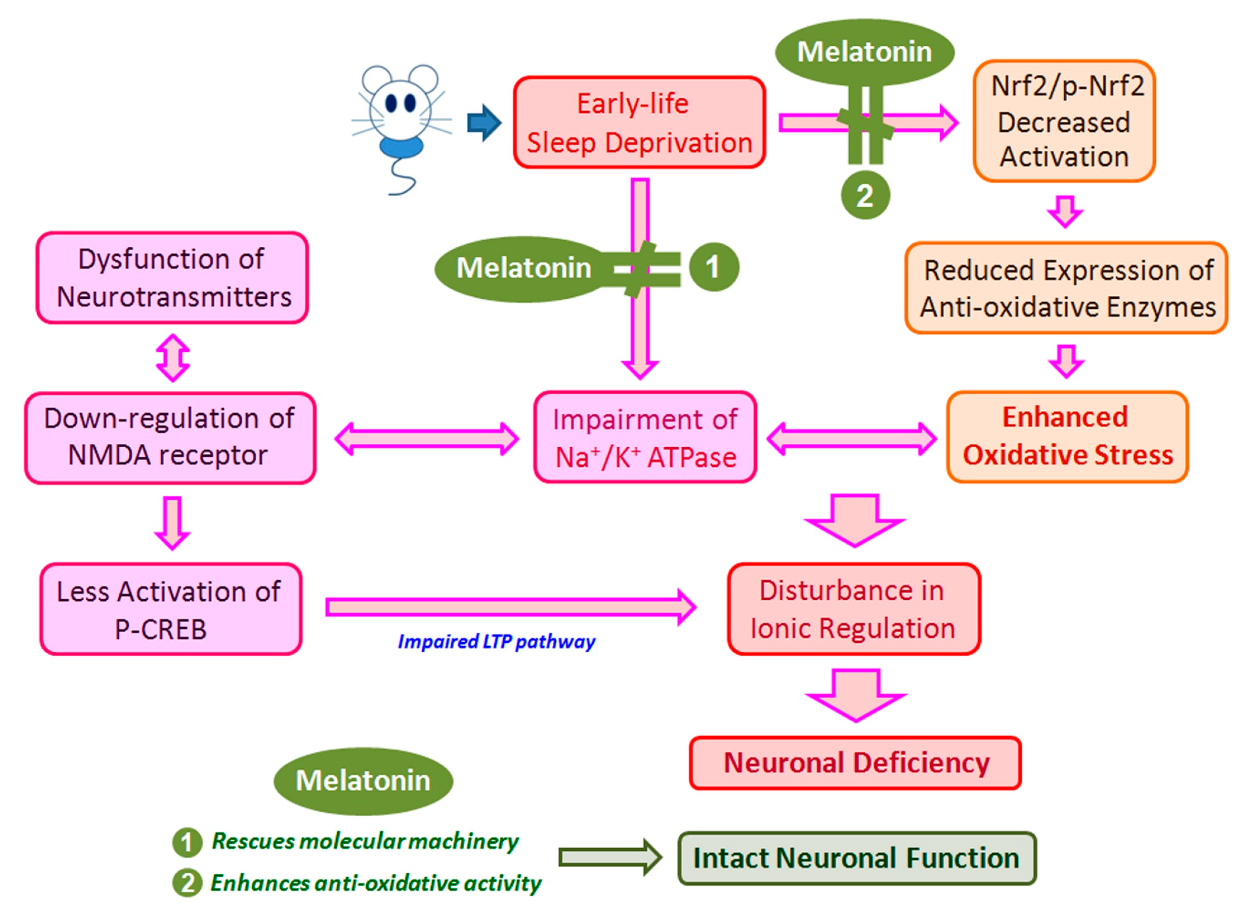 Antioxidants 10 00774 g008 Antioxidants 10 00774 g008