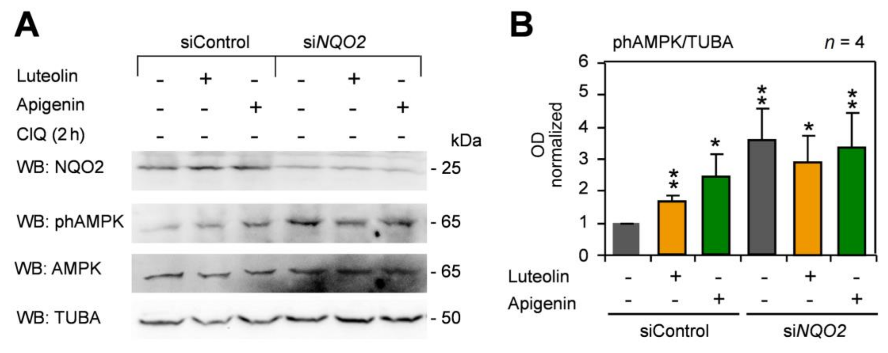 Antioxidants 10 00776 g006