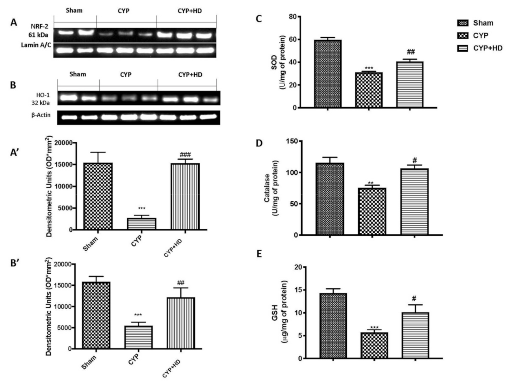 Antioxidants 10 00778 g003 Antioxidants 10 00778 g003