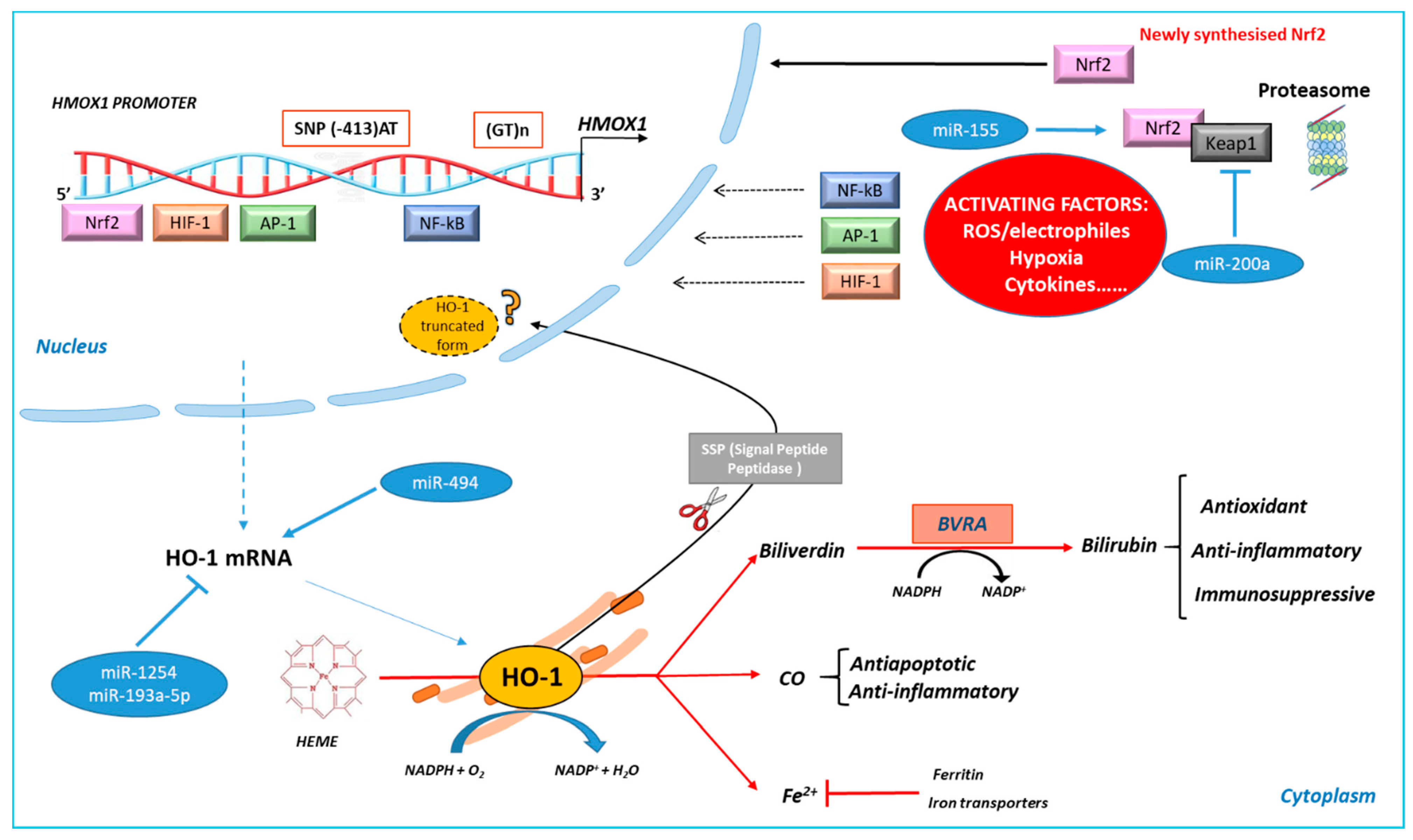 Antioxidants 10 00789 g001