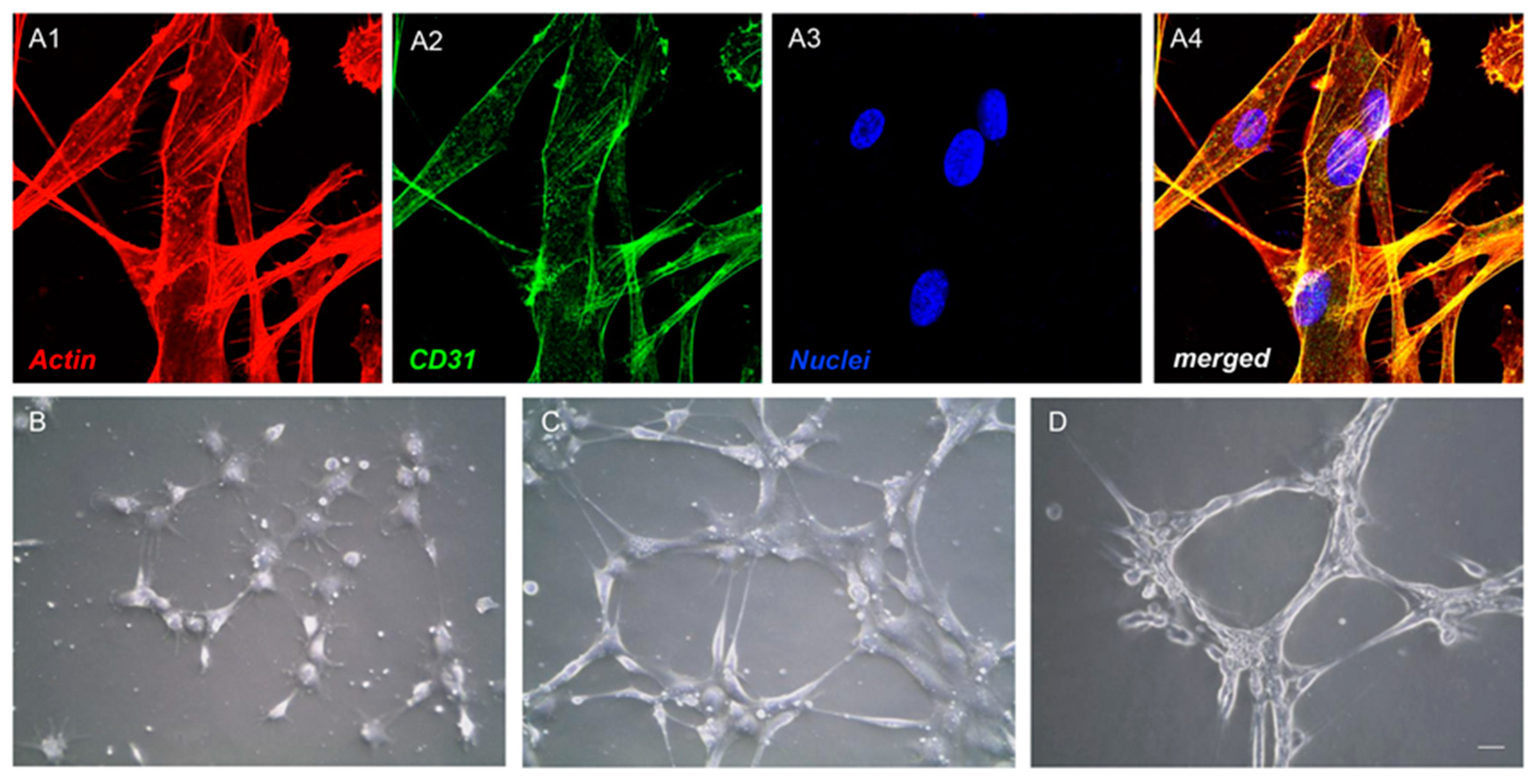 Antioxidants 10 00797 g002 Antioxidants 10 00797 g002