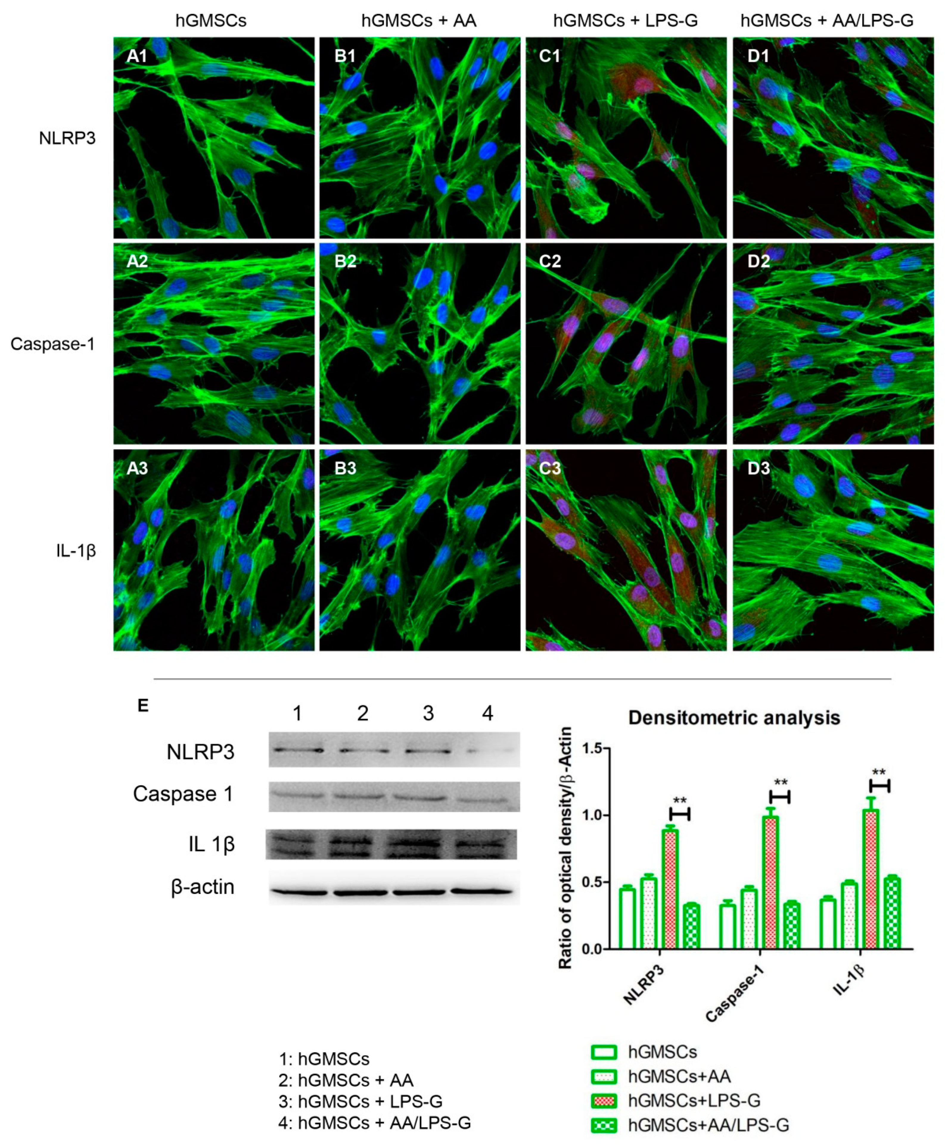 Antioxidants 10 00797 g005 Antioxidants 10 00797 g005