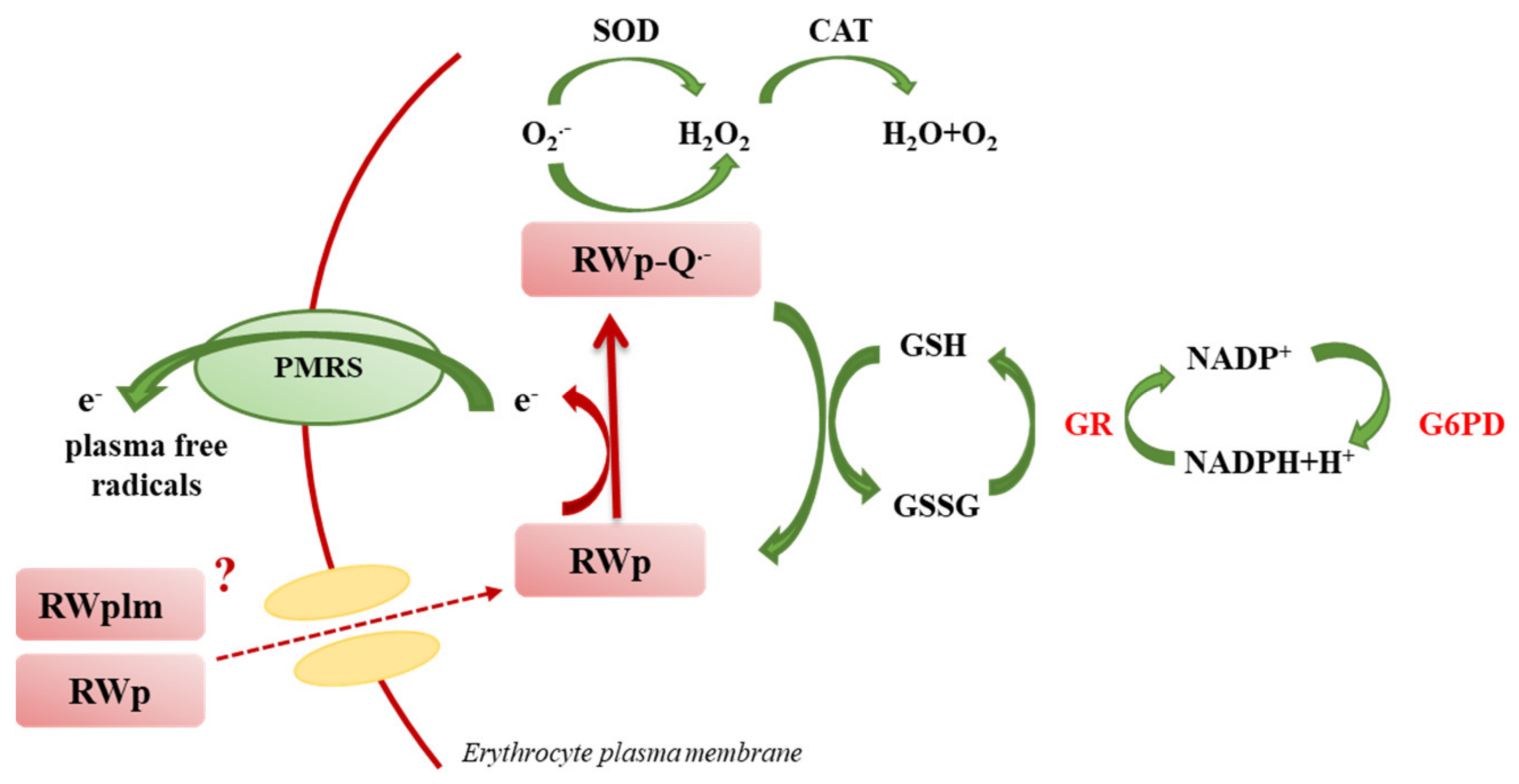 Antioxidants 10 00800 g007