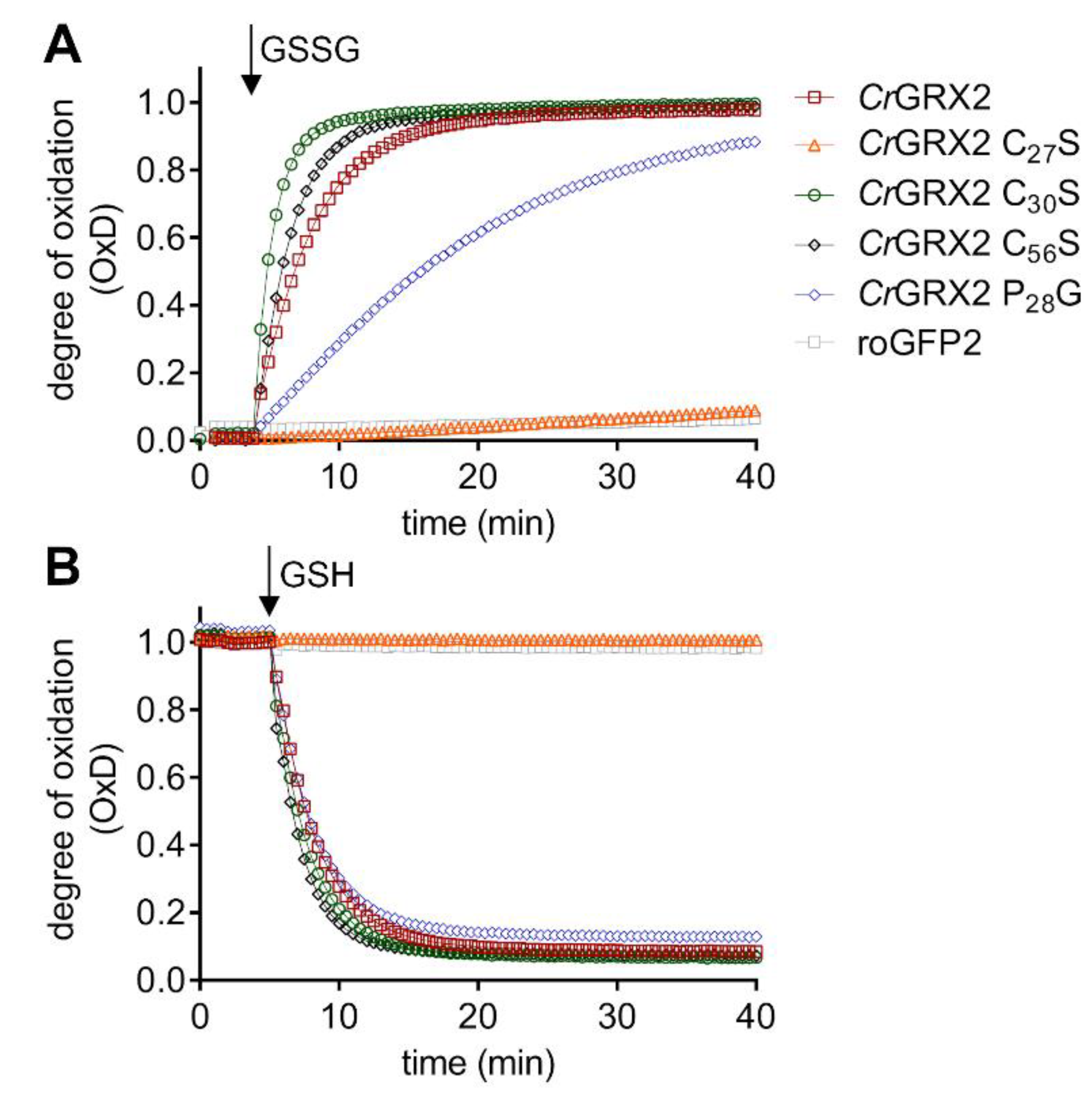 Antioxidants 10 00803 g003