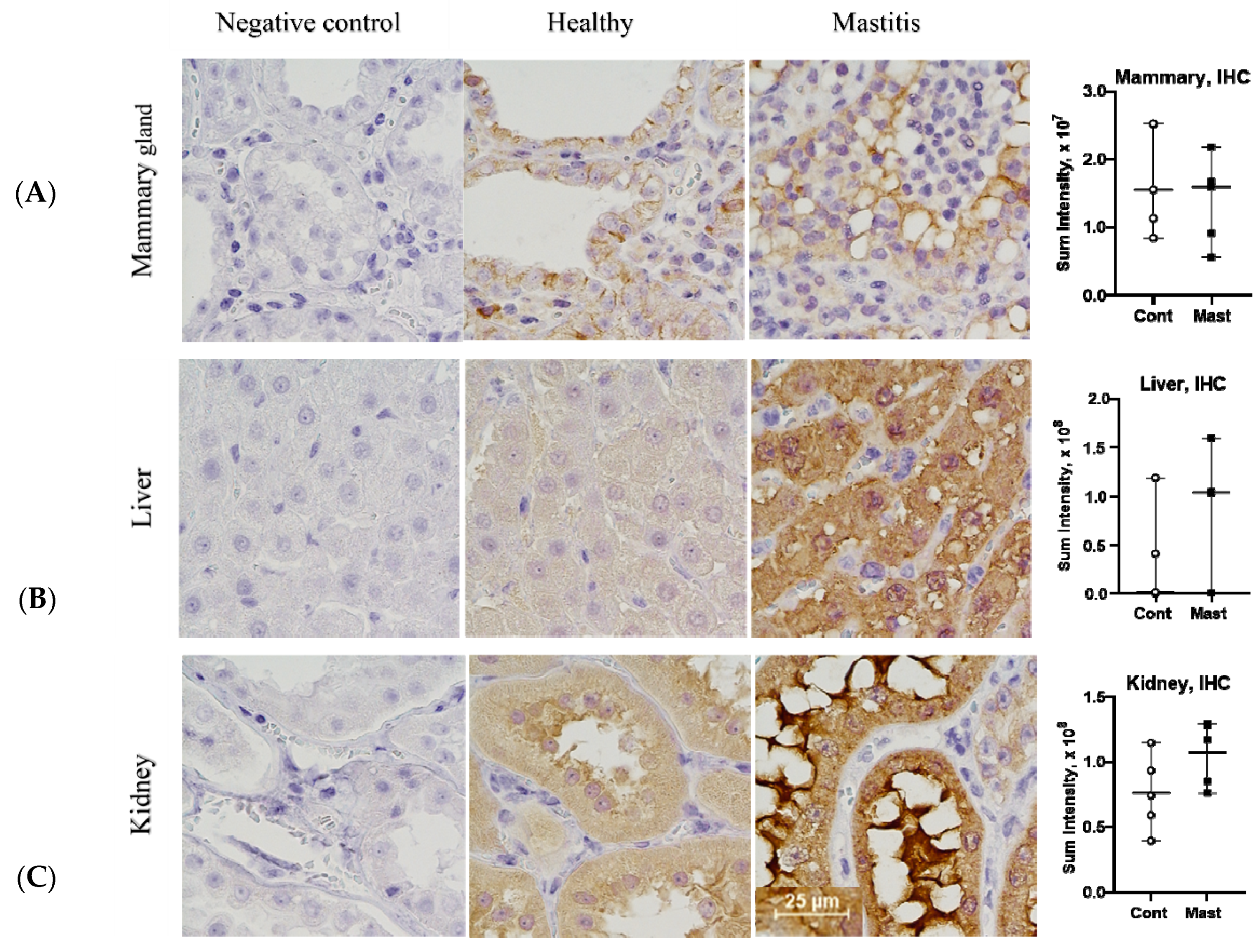 Antioxidants 10 00812 g004 Antioxidants 10 00812 g004