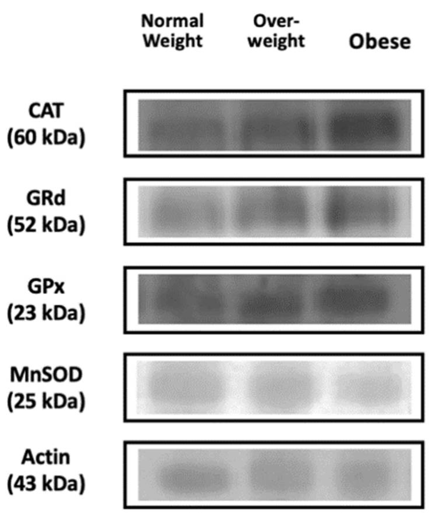 Antioxidants 10 00813 g001 Antioxidants 10 00813 g001