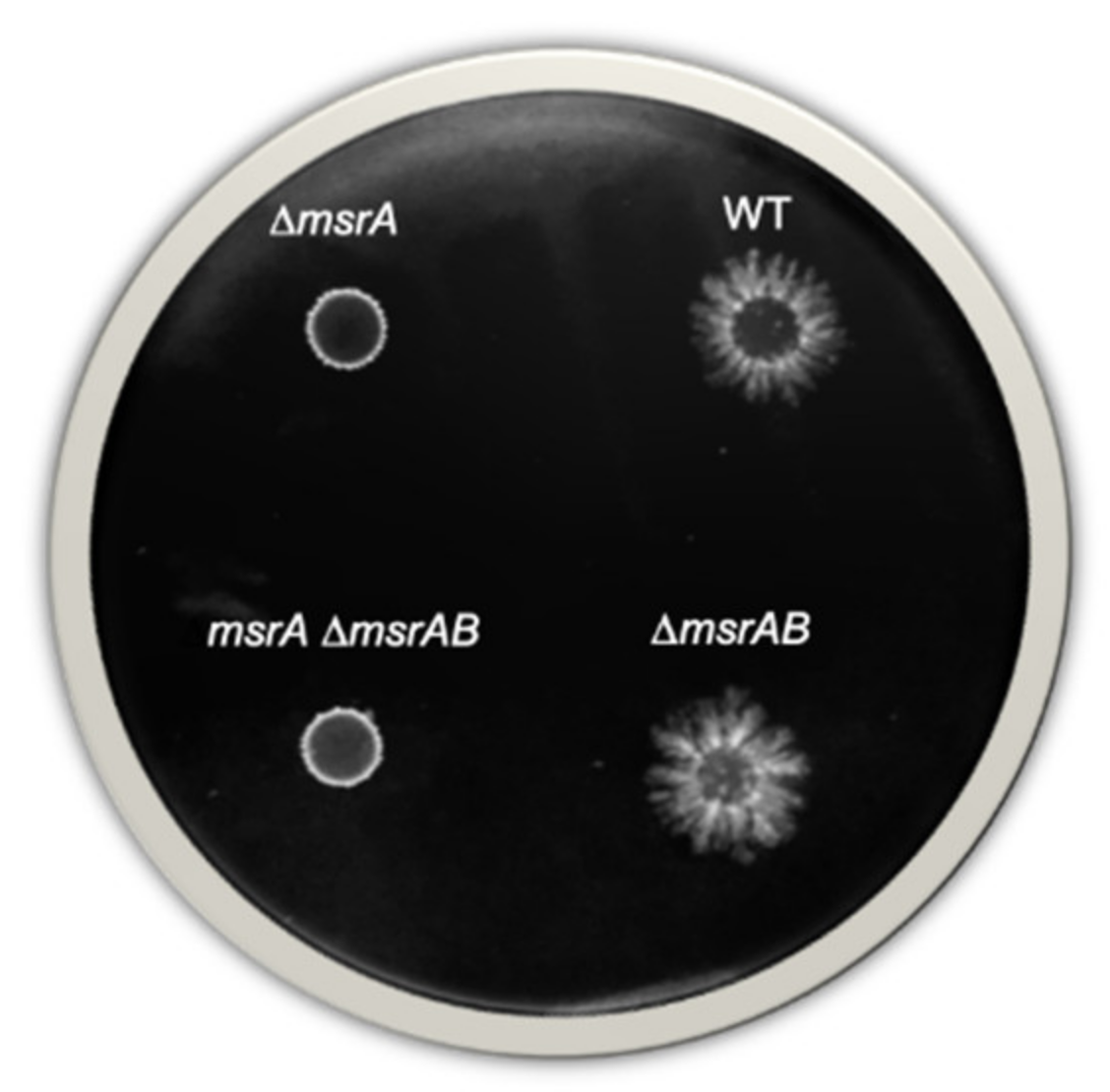 Antioxidants 10 00819 g004