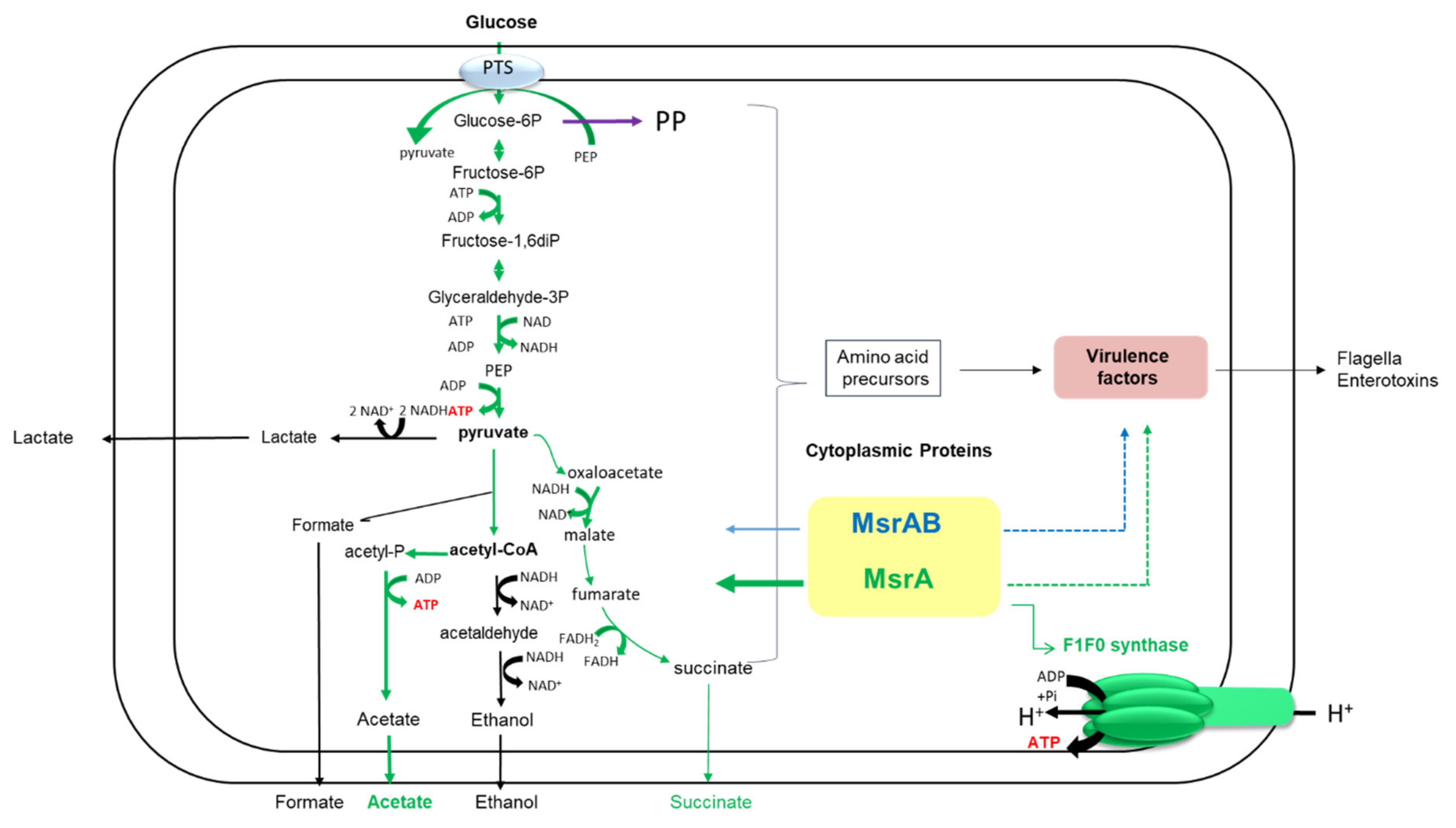 Antioxidants 10 00819 g005