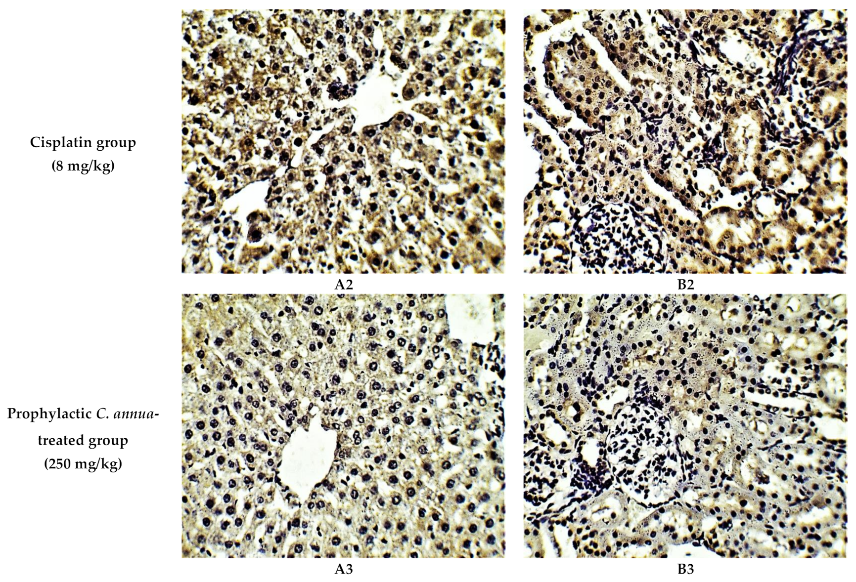 Antioxidants 10 00825 g004b Antioxidants 10 00825 g004b