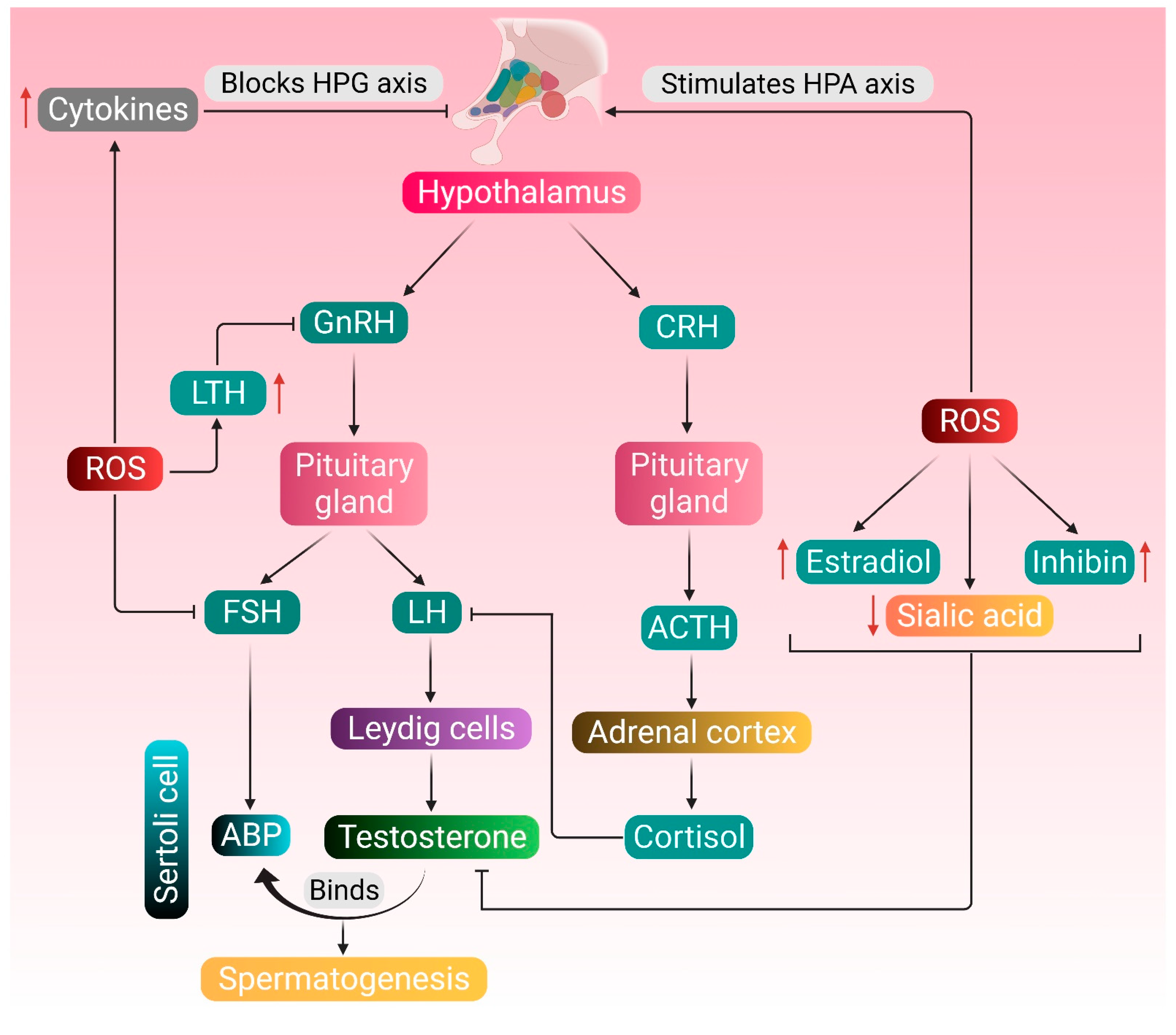 Antioxidants 10 00837 g001