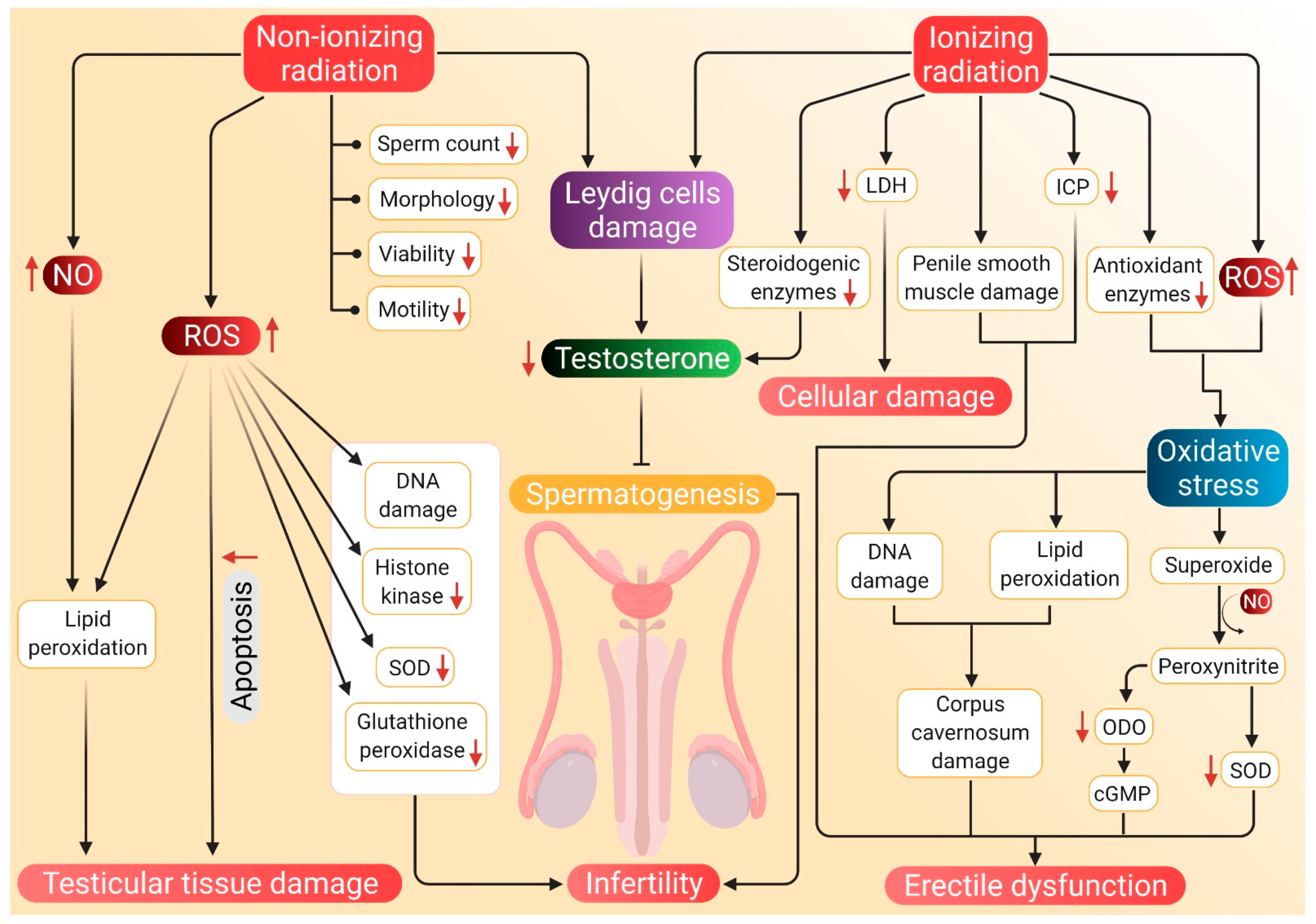 Antioxidants 10 00837 g003