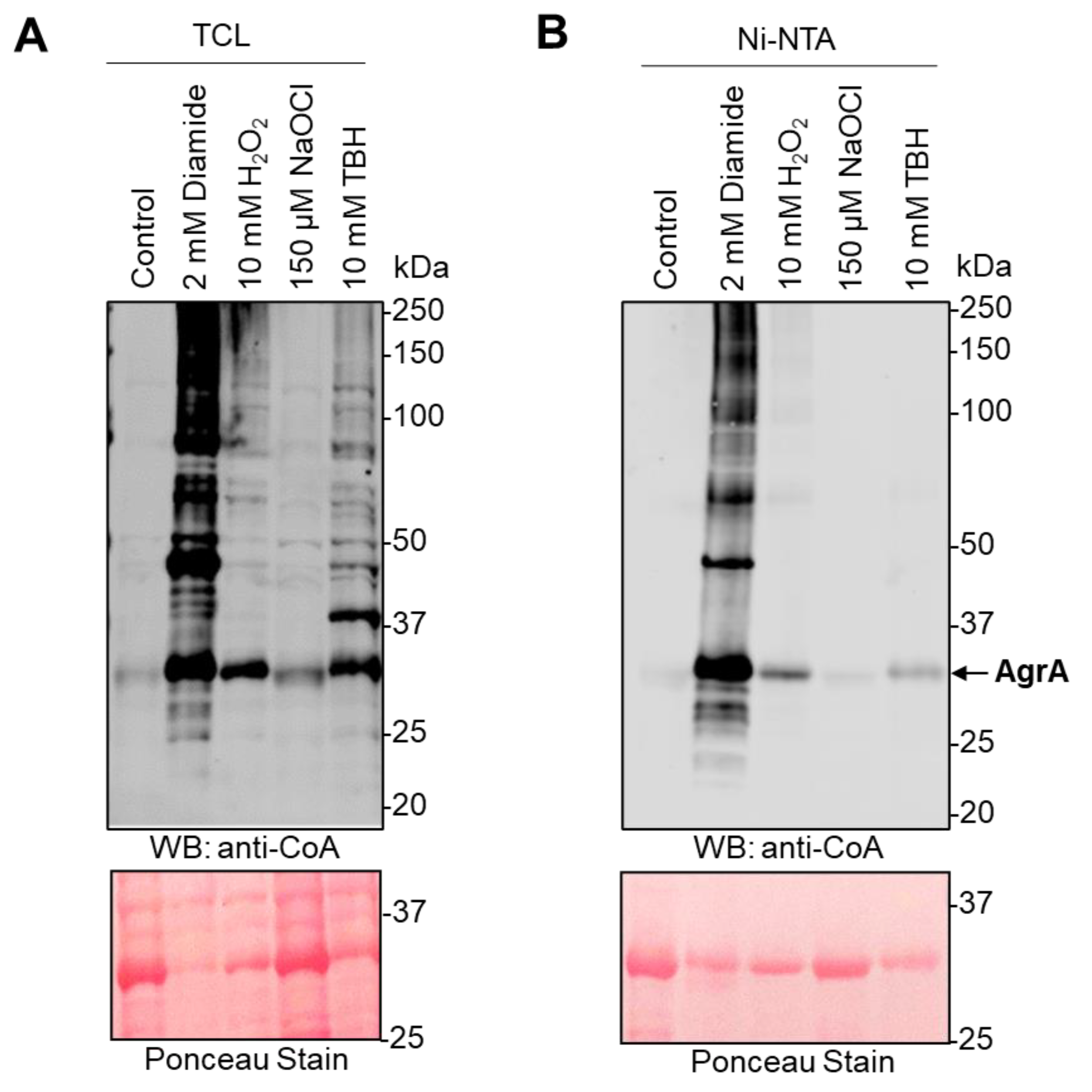 Antioxidants 10 00841 g002