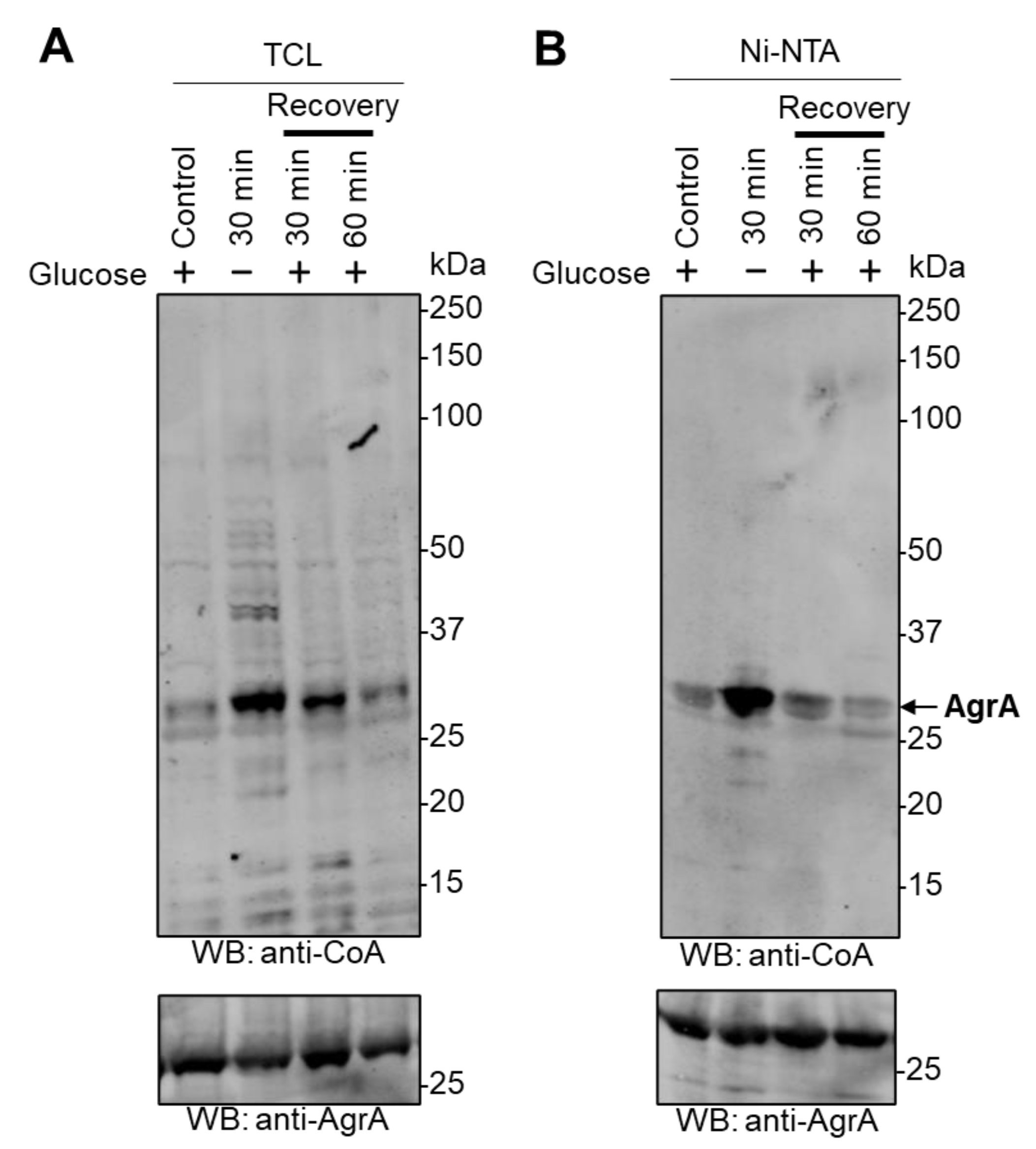 Antioxidants 10 00841 g003
