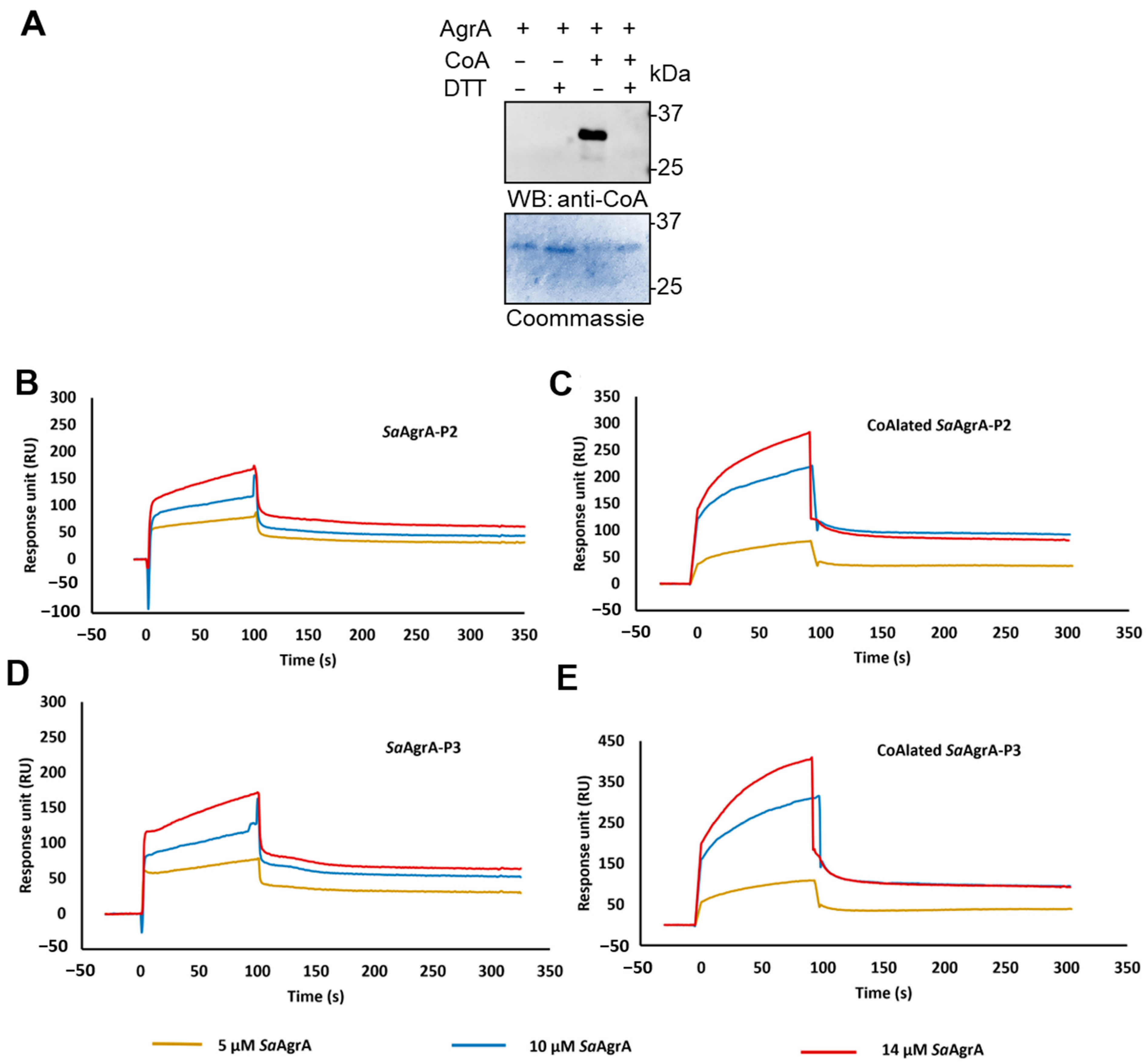 Antioxidants 10 00841 g005