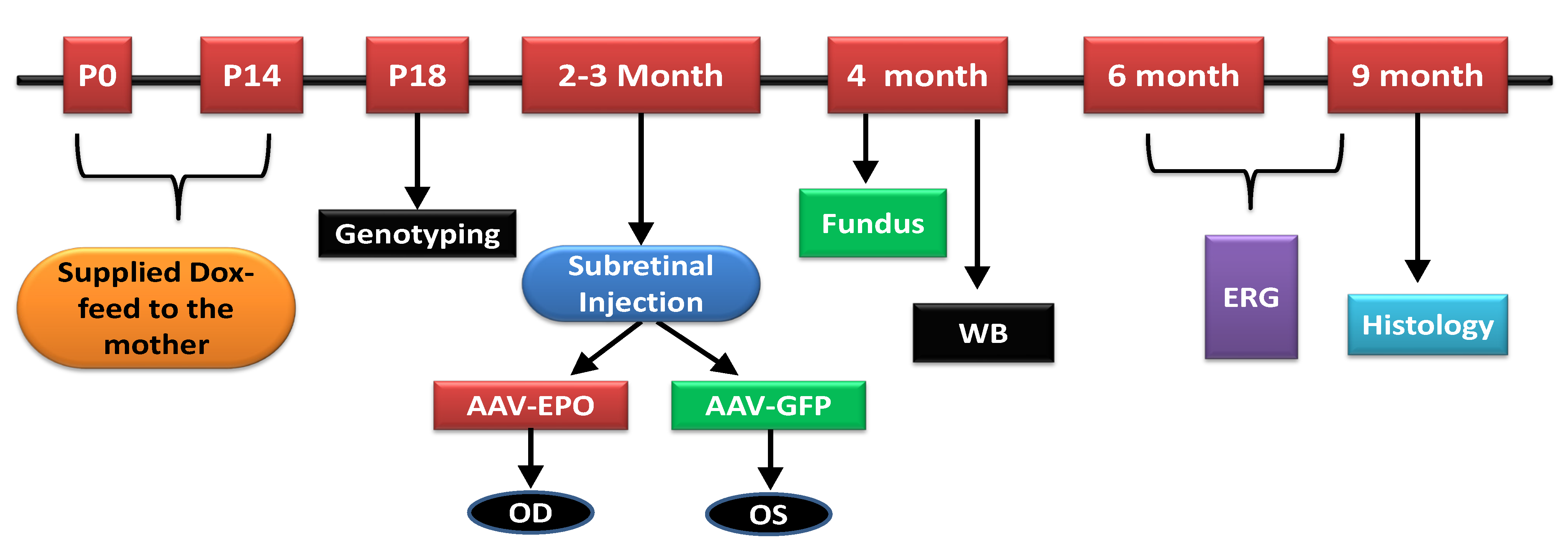 Antioxidants 10 00842 g001
