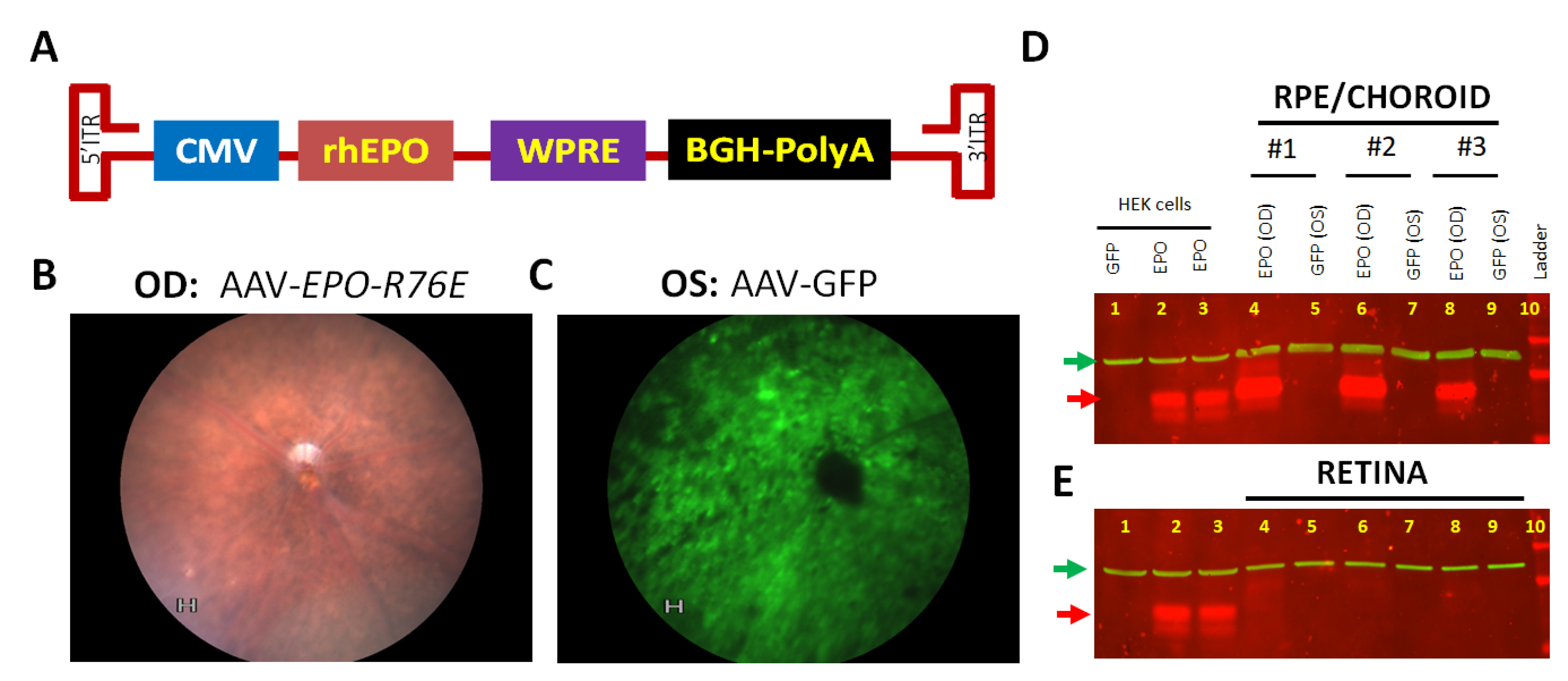 Antioxidants 10 00842 g002
