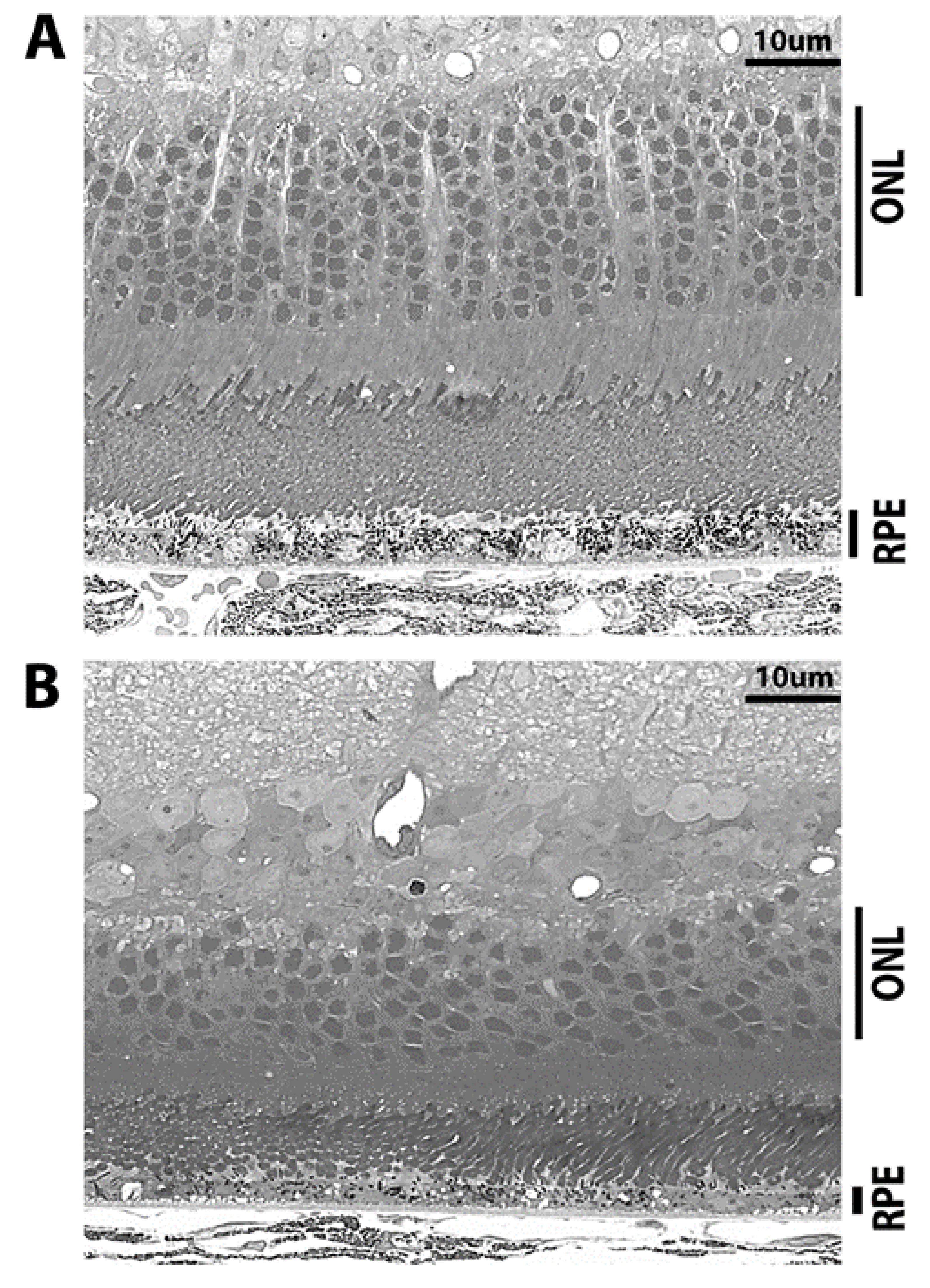 Antioxidants 10 00842 g005