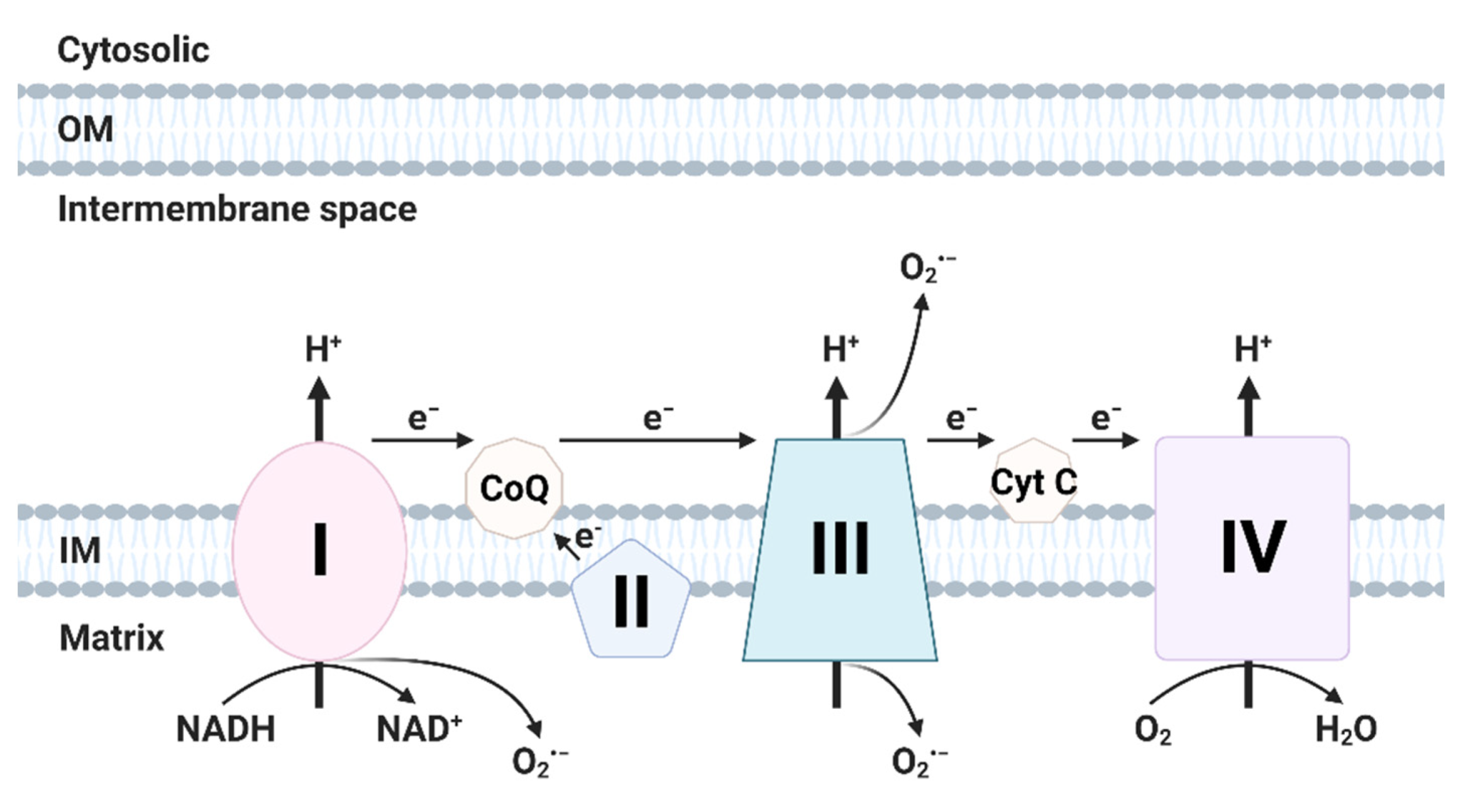 Effect of Reactive Oxygen Species on the Endoplasmic Effect of Reactive Oxygen Species on the Endoplasmic