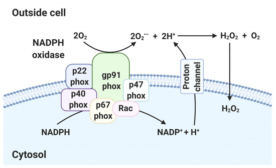 Effect of Reactive Oxygen Species on the Endoplasmic