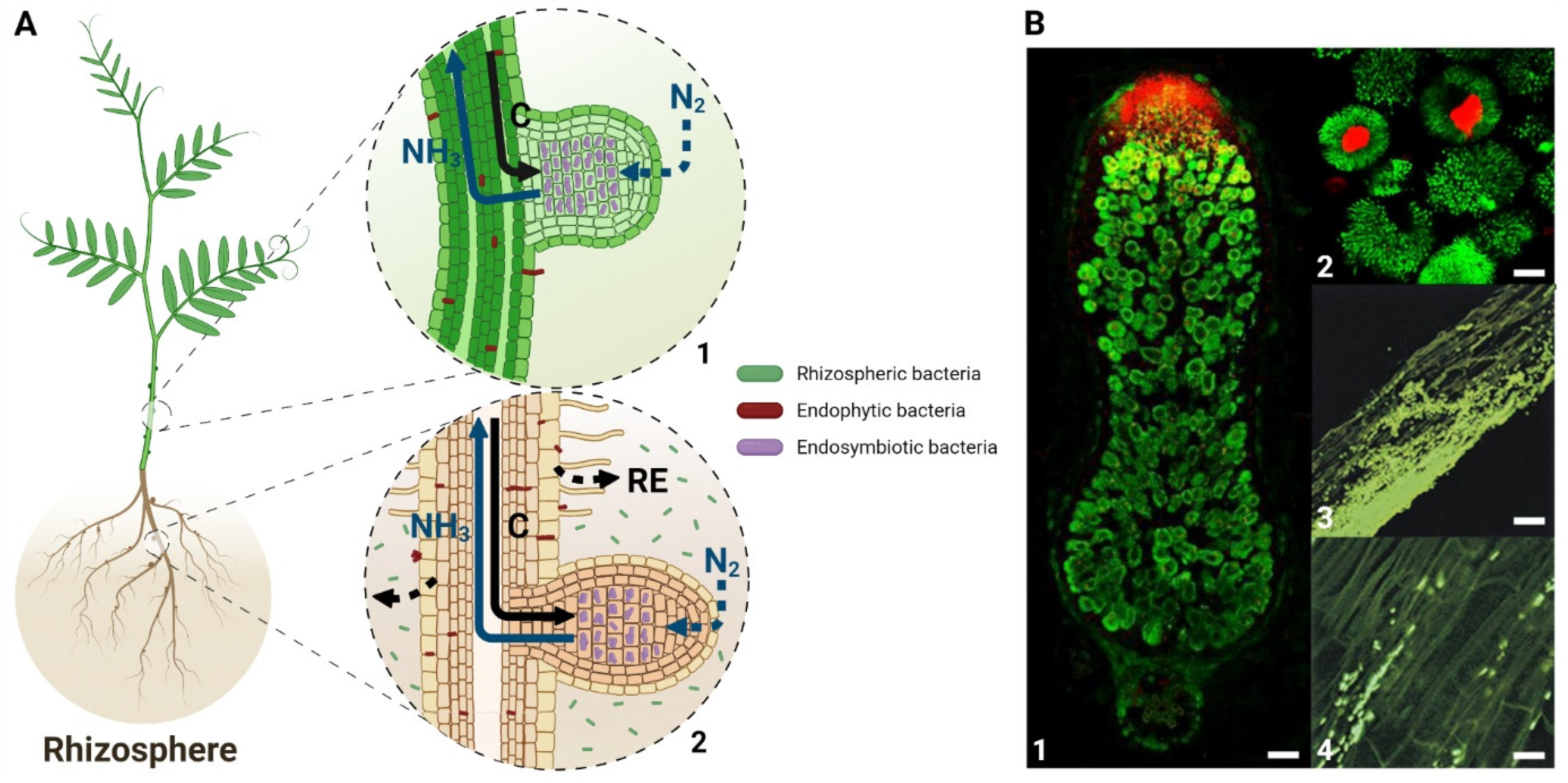 Antioxidants 10 00880 g001