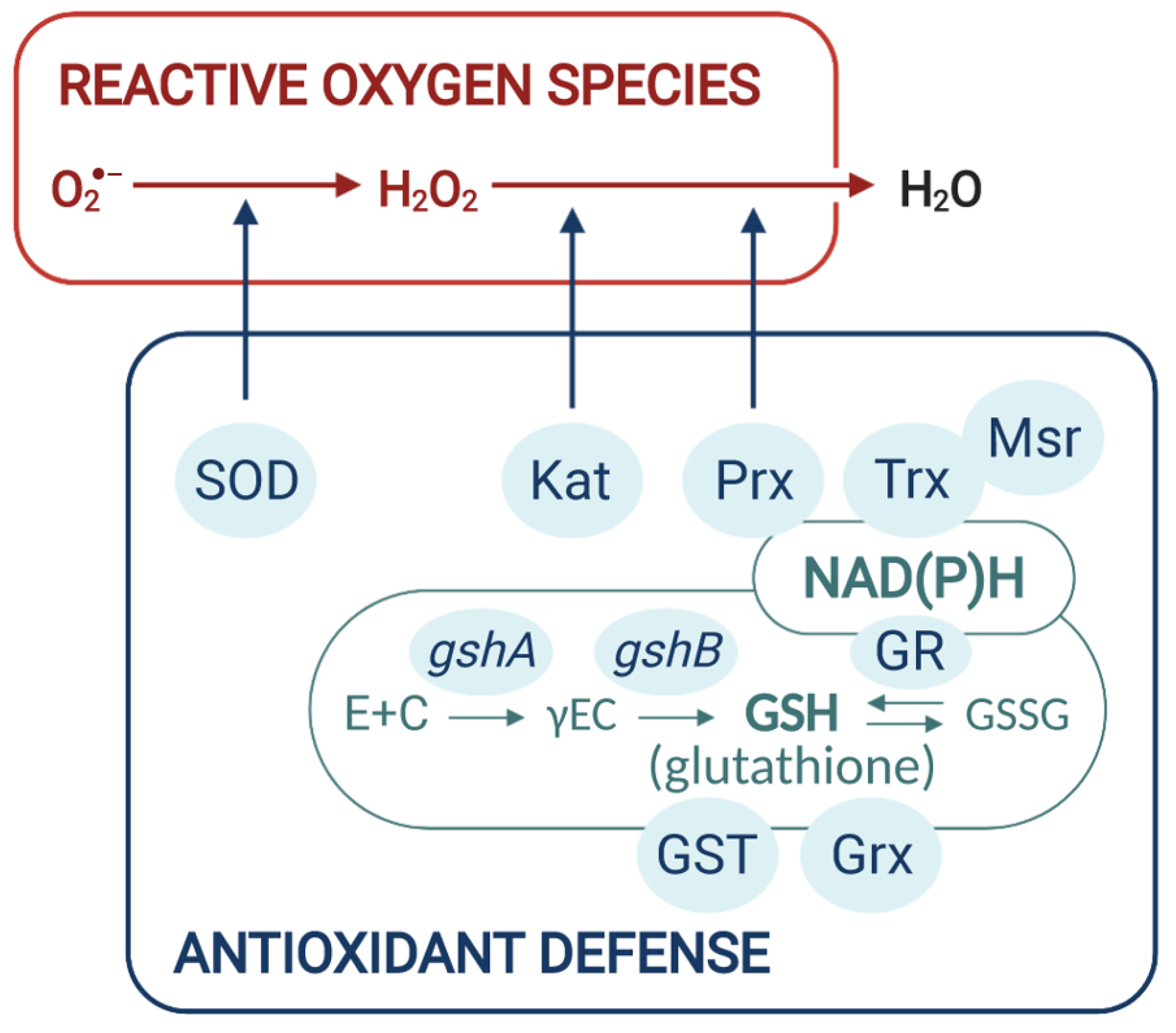 Antioxidants 10 00880 g002