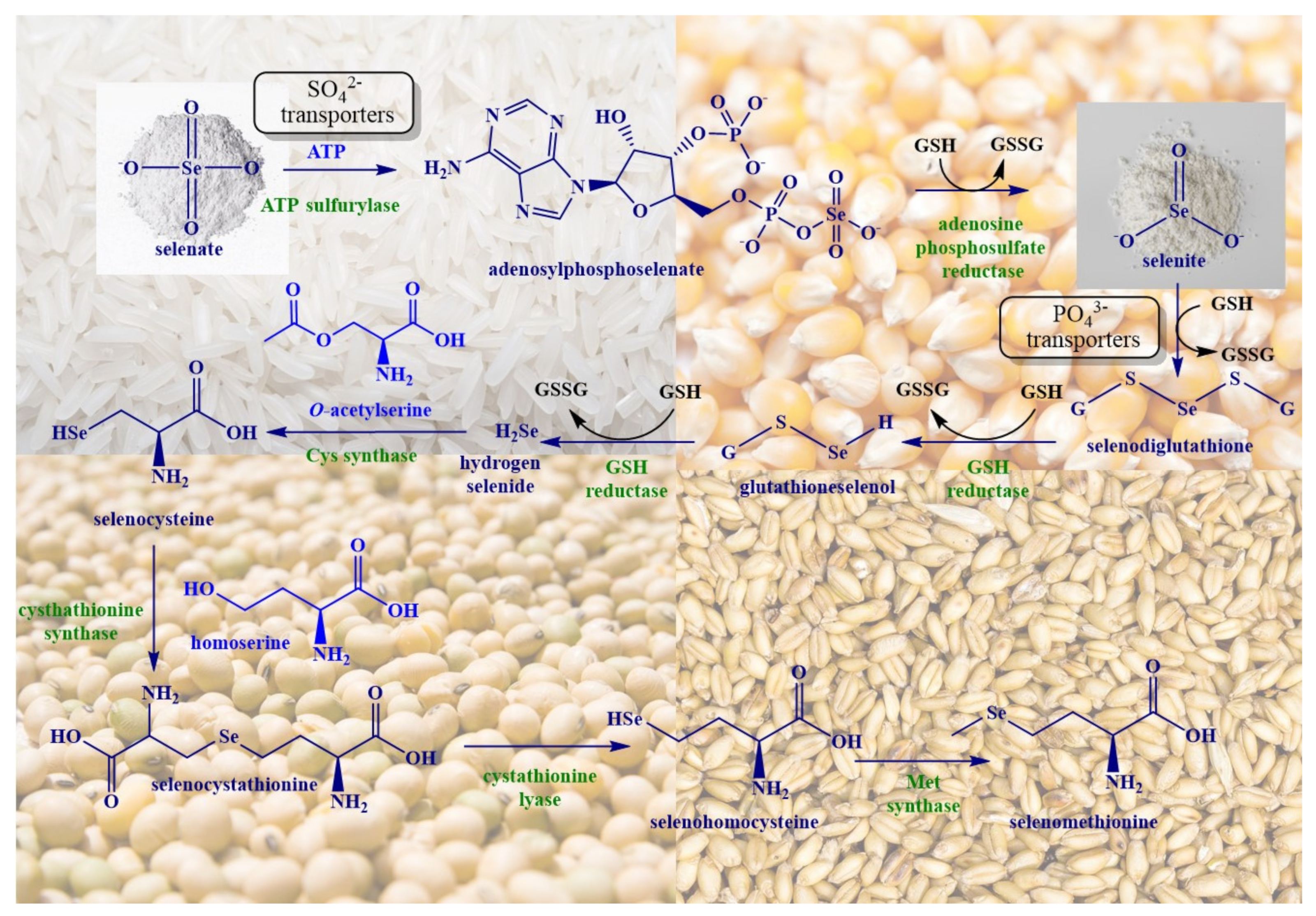 Antioxidants 10 00882 g001