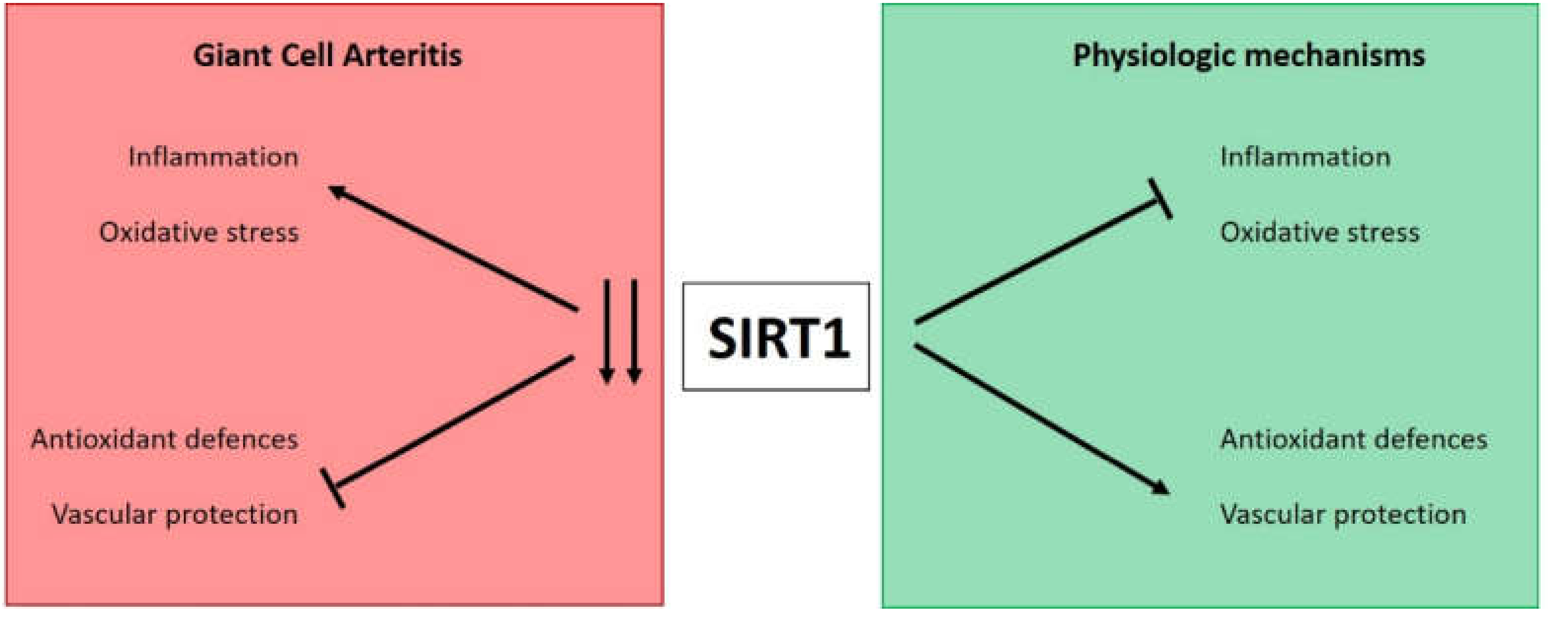 Antioxidants 10 00885 g004 Antioxidants 10 00885 g004