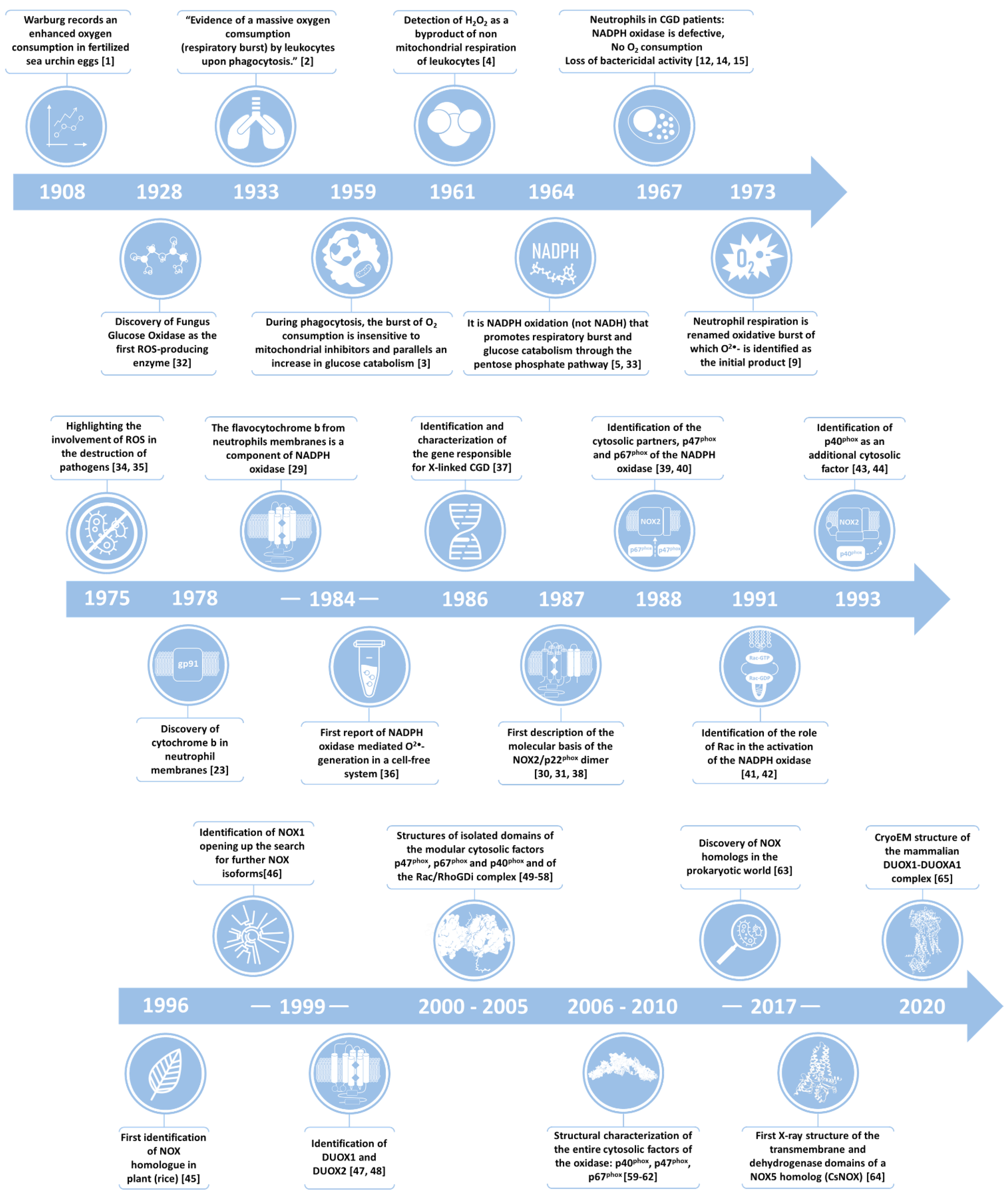 Antioxidants 10 00890 g001 Antioxidants 10 00890 g001